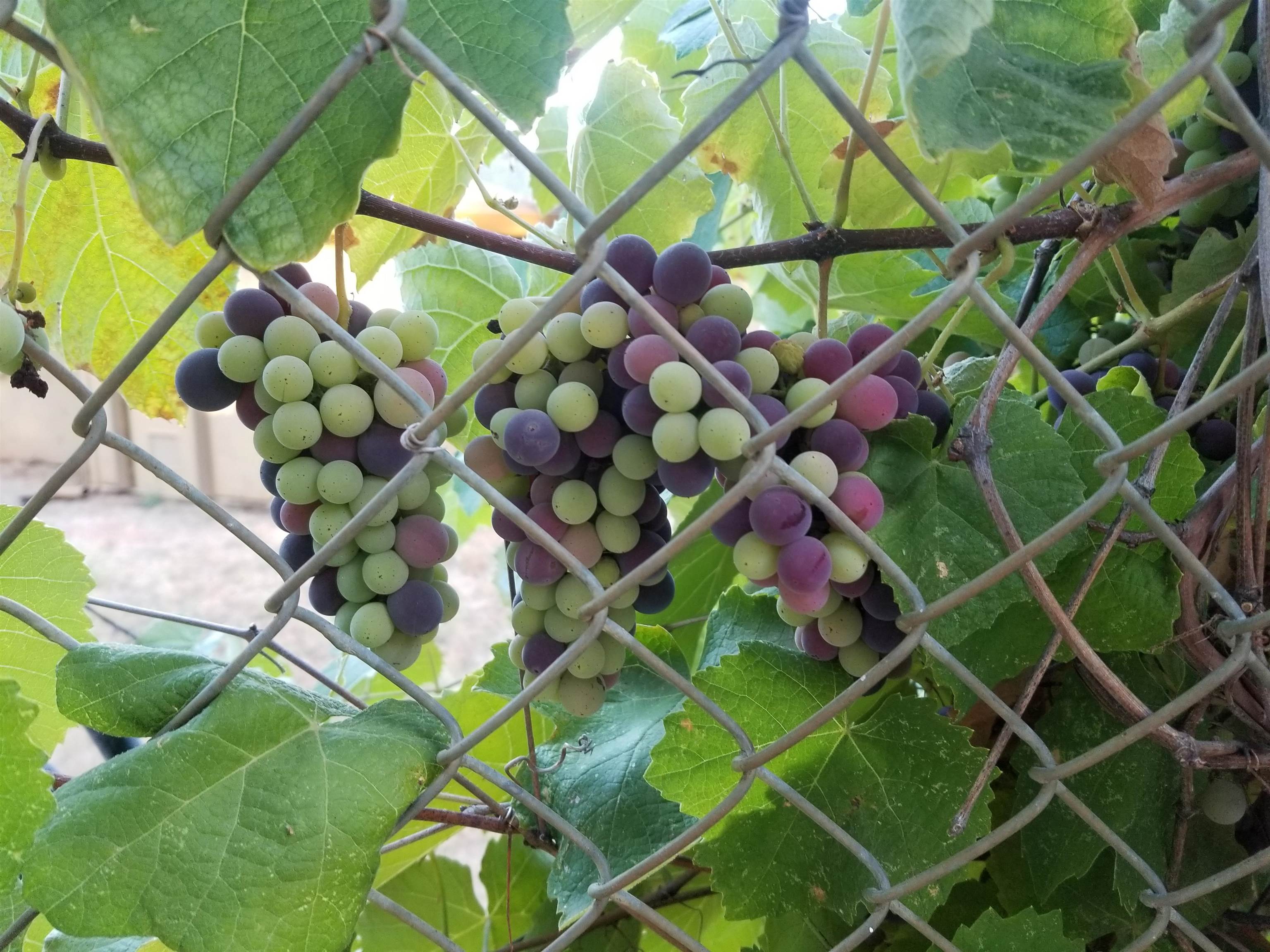 Detail Gallery Image 56 of 60 For 4600 El Caminito Rd, Shingle Springs,  CA 95682-0000 - 6 Beds | 2 Baths