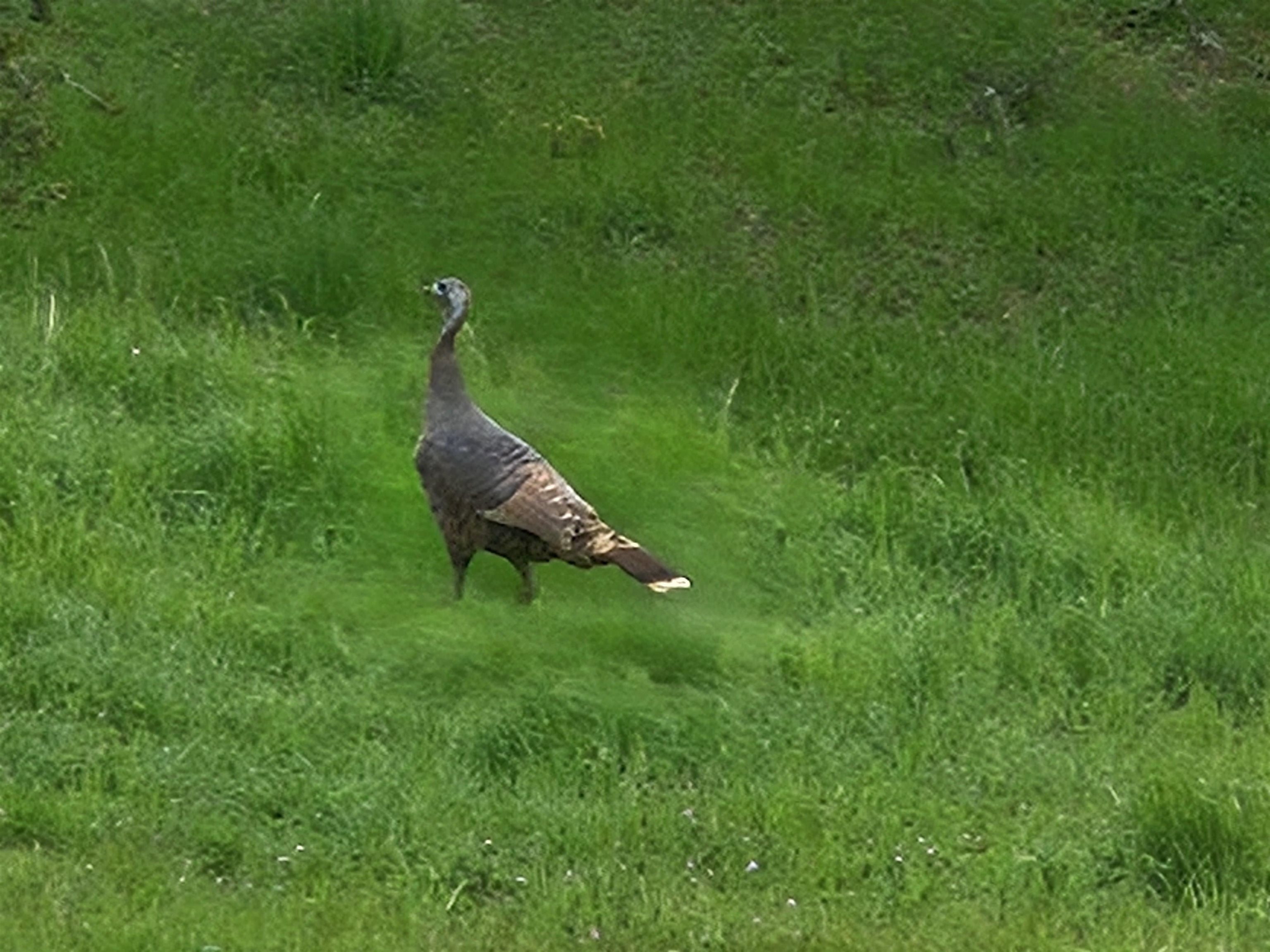 Detail Gallery Image 58 of 60 For 4600 El Caminito Rd, Shingle Springs,  CA 95682-0000 - 6 Beds | 2 Baths