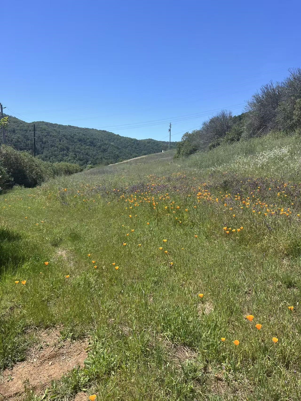 Detail Gallery Image 5 of 6 For 13160 Uvas Rd, Morgan Hill,  CA 95037 - – Beds | – Baths