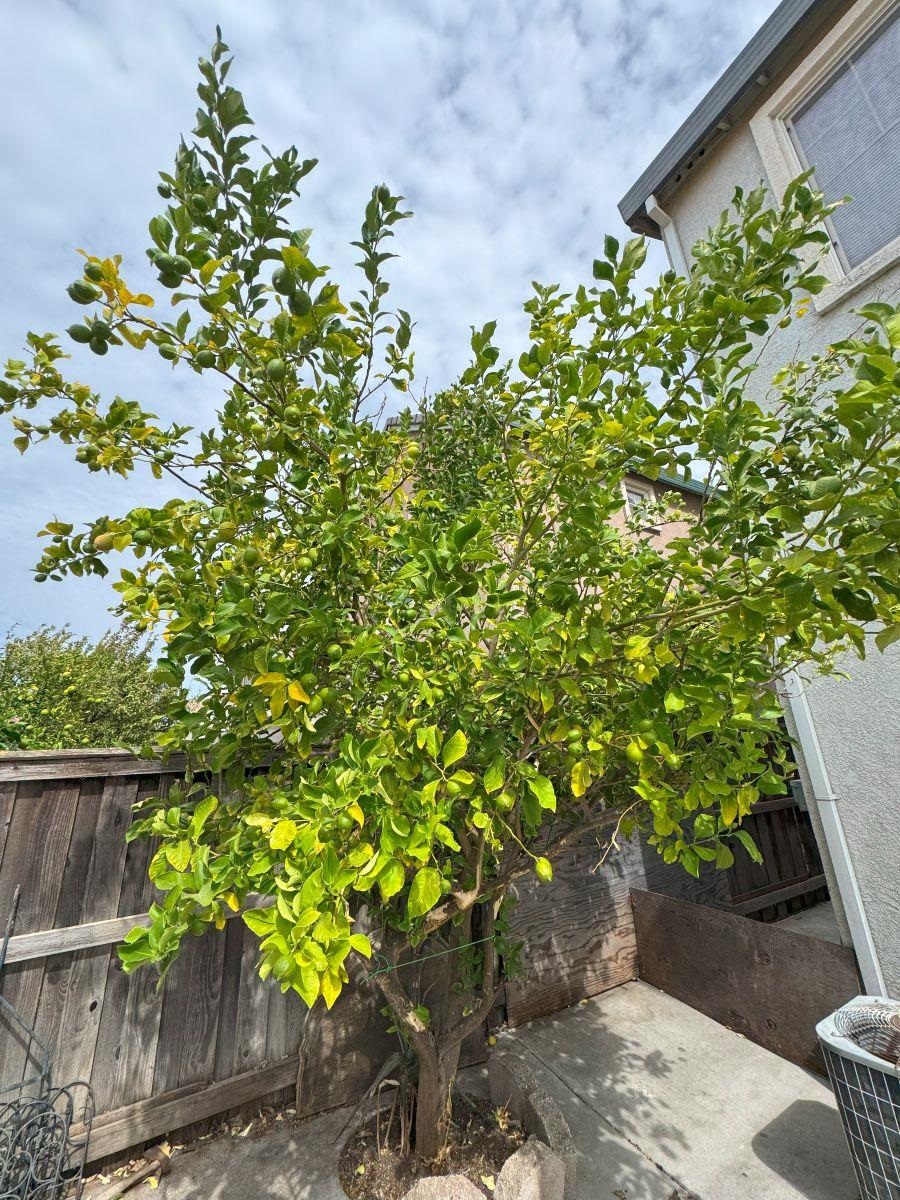 Detail Gallery Image 16 of 31 For 645 Rockspray Cir, Pittsburg,  CA 94565 - 4 Beds | 2/1 Baths