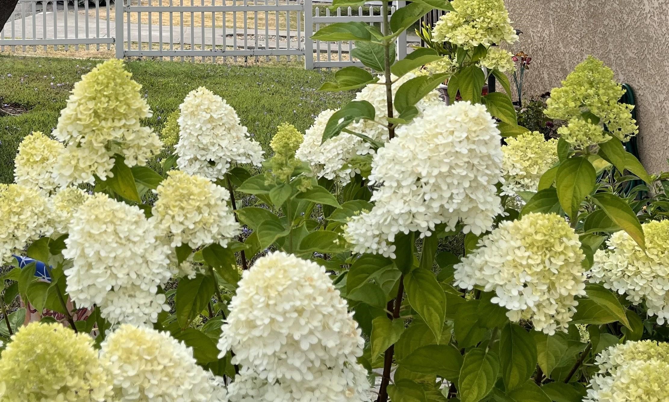 Detail Gallery Image 31 of 31 For 3975 Wilson Ave, Castro Valley,  CA 94546 - 2 Beds | 1 Baths