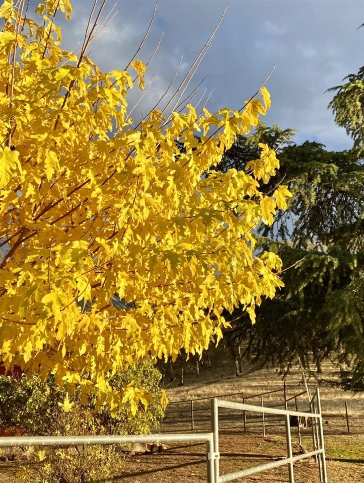 Detail Gallery Image 34 of 60 For 15653 Hwy 108, Jamestown,  CA 95327 - 2 Beds | 1 Baths