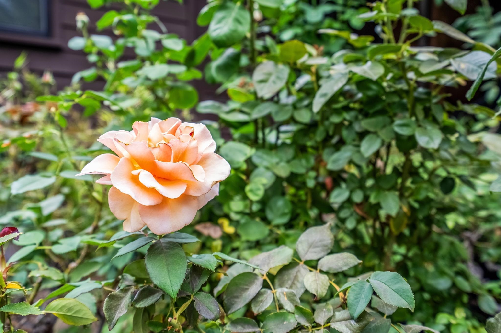 Detail Gallery Image 53 of 57 For 411 La Vista Rd, Walnut Creek,  CA 94598 - 4 Beds | 3 Baths