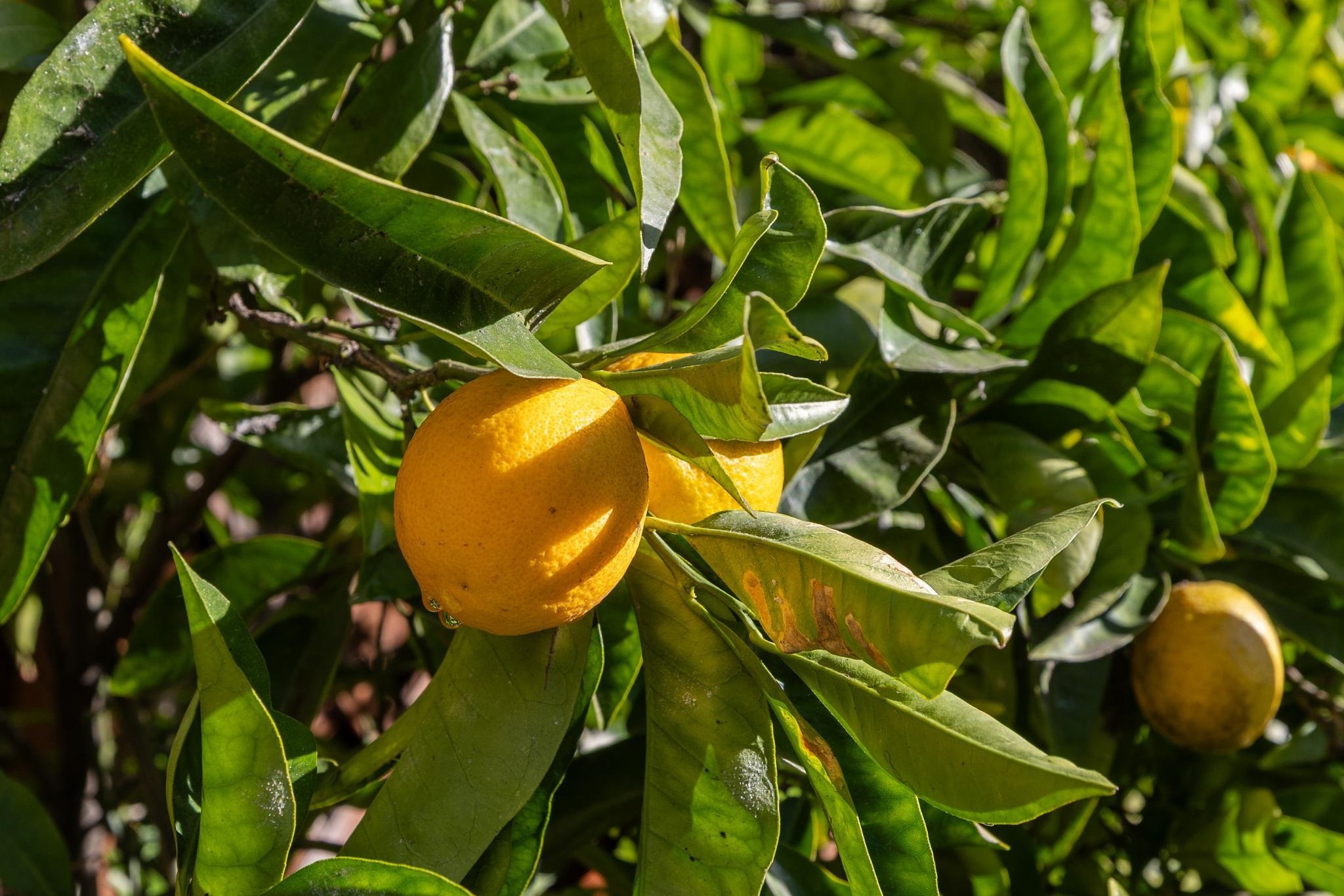 Detail Gallery Image 18 of 46 For 3340 Harrison St, Oakland,  CA 94611 - 3 Beds | 2 Baths