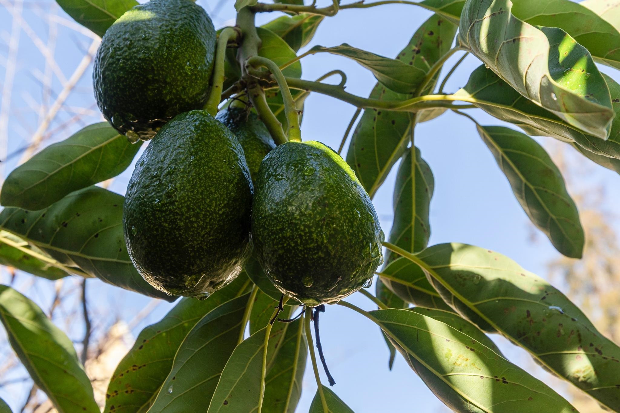 Detail Gallery Image 19 of 46 For 3340 Harrison St, Oakland,  CA 94611 - 3 Beds | 2 Baths