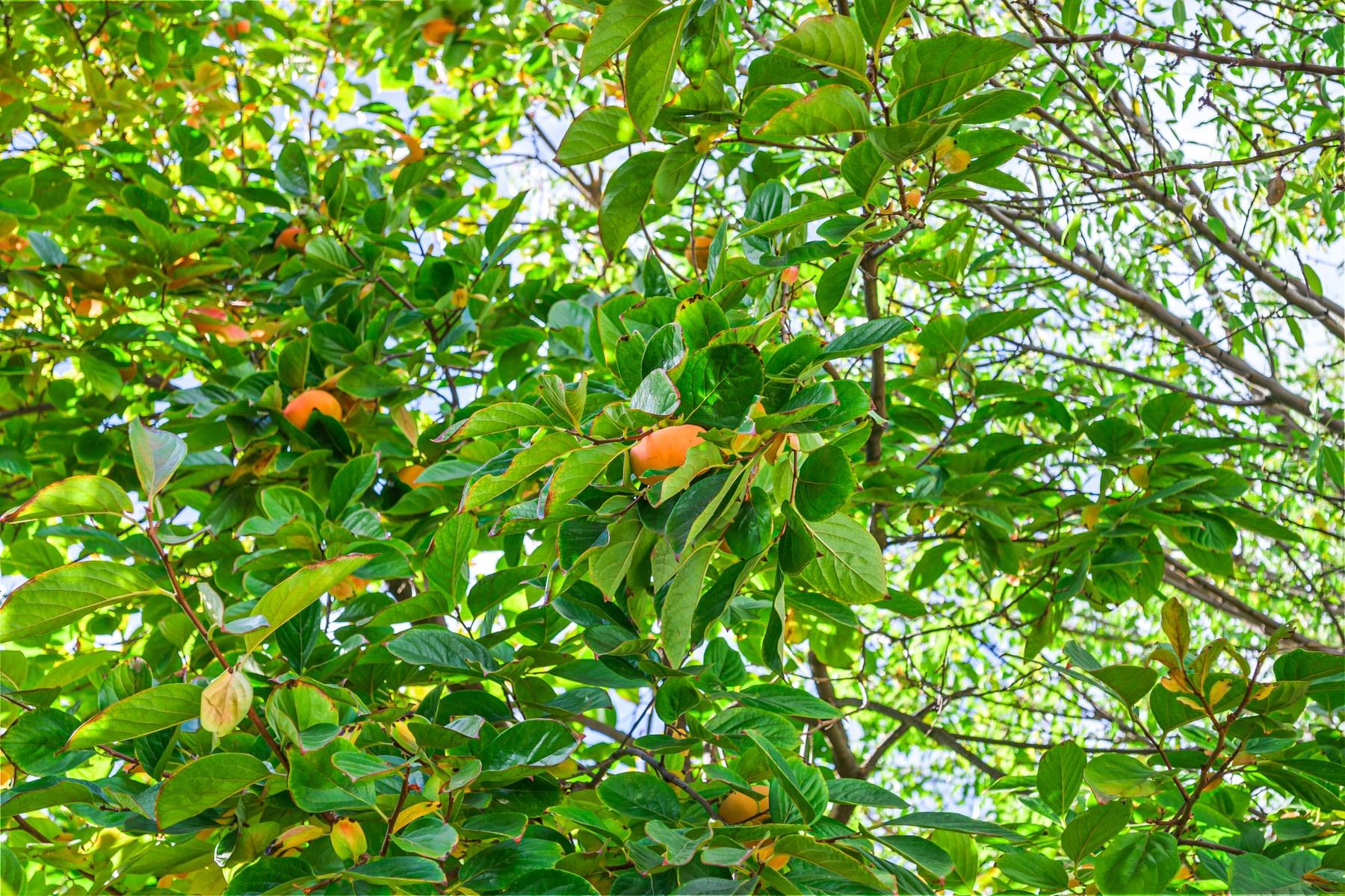 Detail Gallery Image 49 of 60 For 2463 Aarles Ct, Walnut Creek,  CA 94598 - 4 Beds | 2 Baths