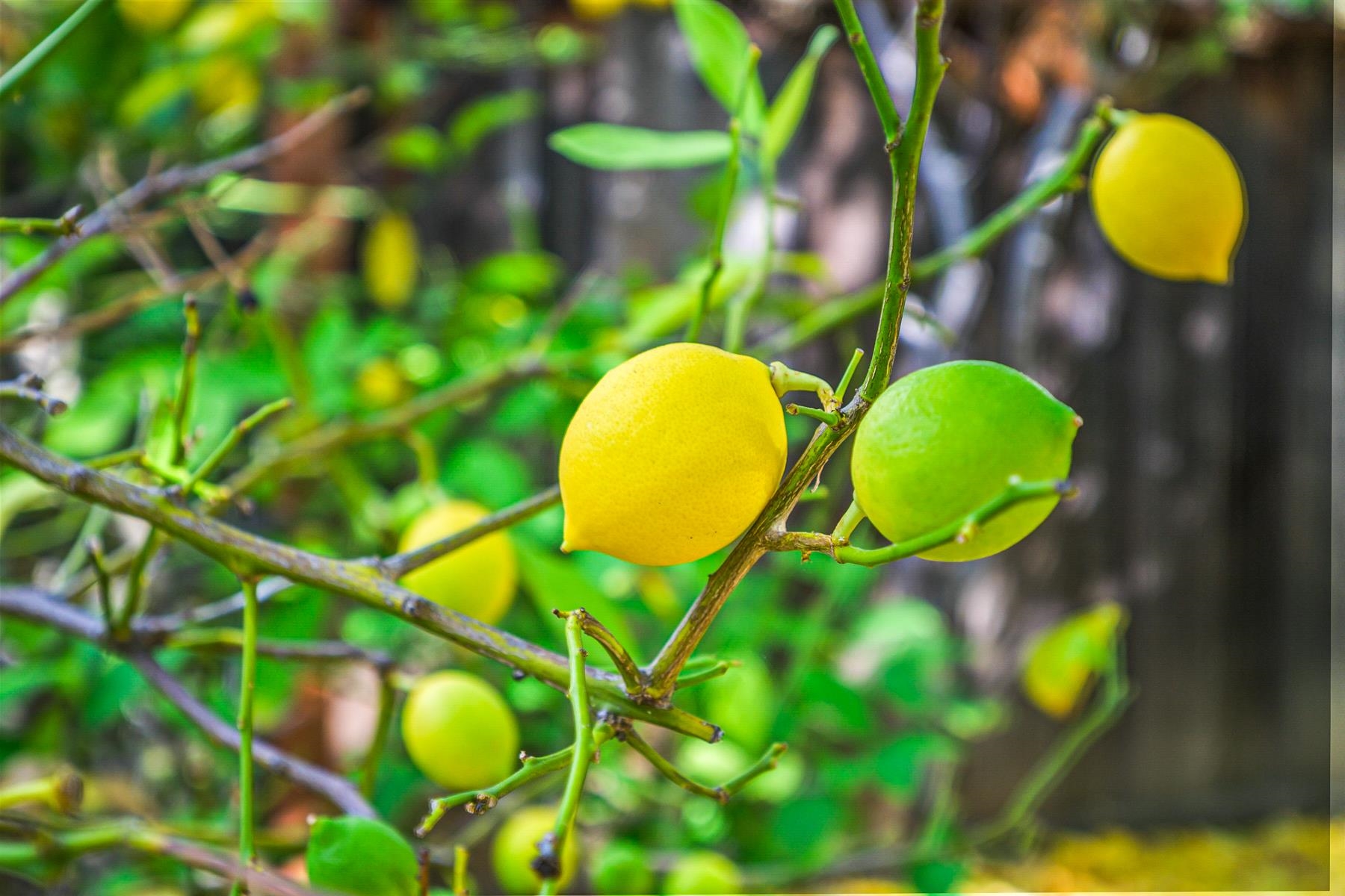 Detail Gallery Image 50 of 60 For 2463 Aarles Ct, Walnut Creek,  CA 94598 - 4 Beds | 2 Baths