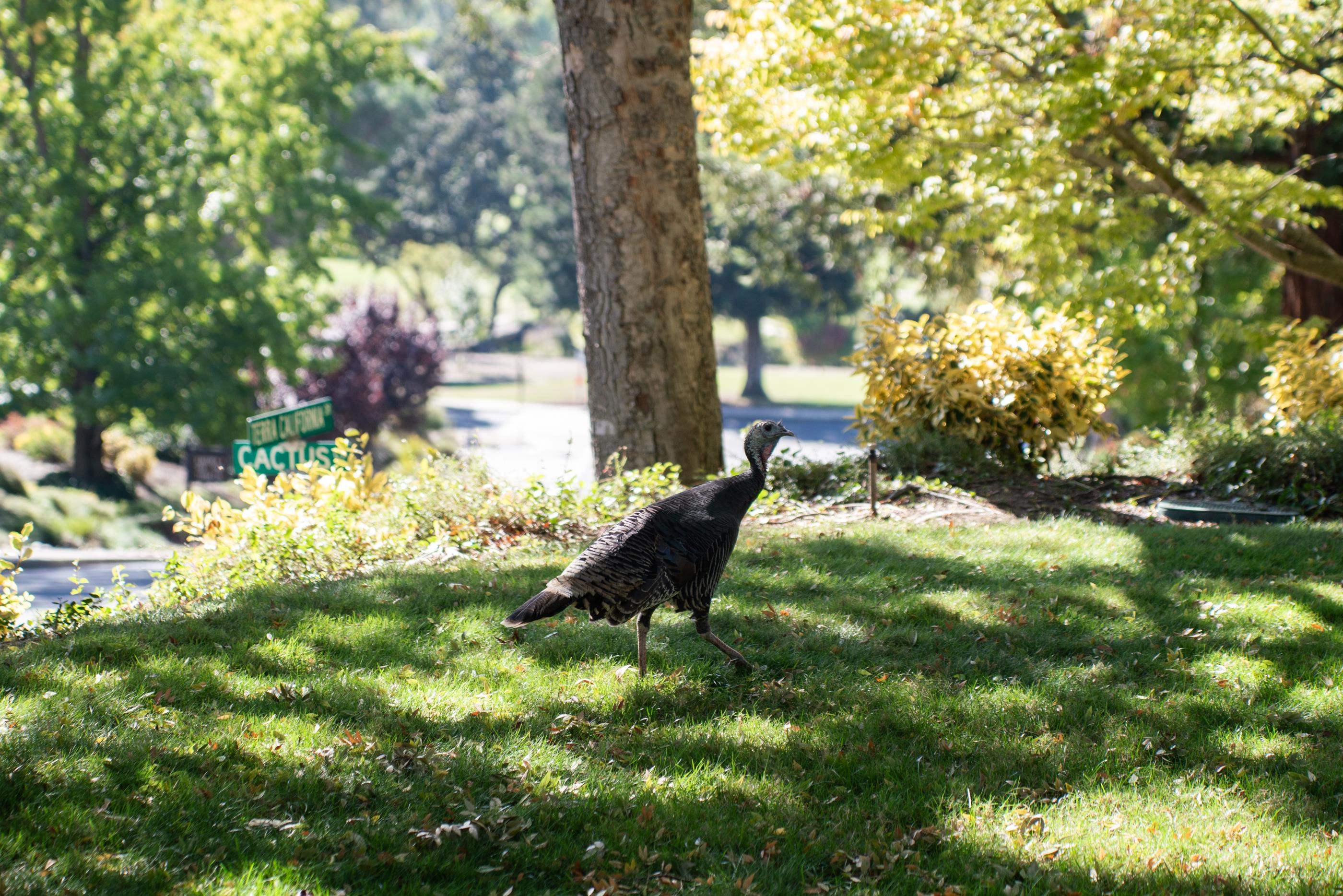 Detail Gallery Image 27 of 31 For 900 Terra California Drive #2 #UNIT 2,  Walnut Creek,  CA 94595 - 2 Beds | 2 Baths