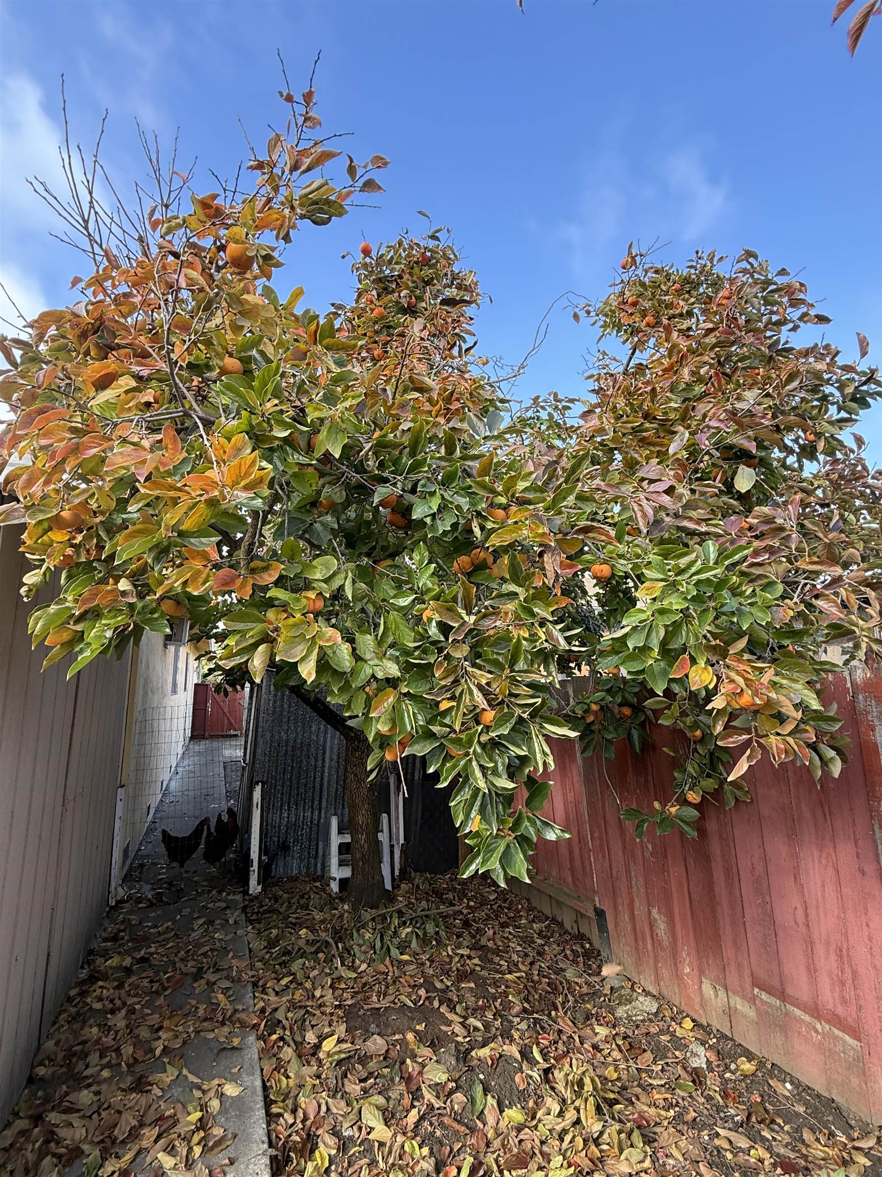 Detail Gallery Image 13 of 13 For 112 Diamond Springs Ct, Vallejo,  CA 94589 - 4 Beds | 2 Baths