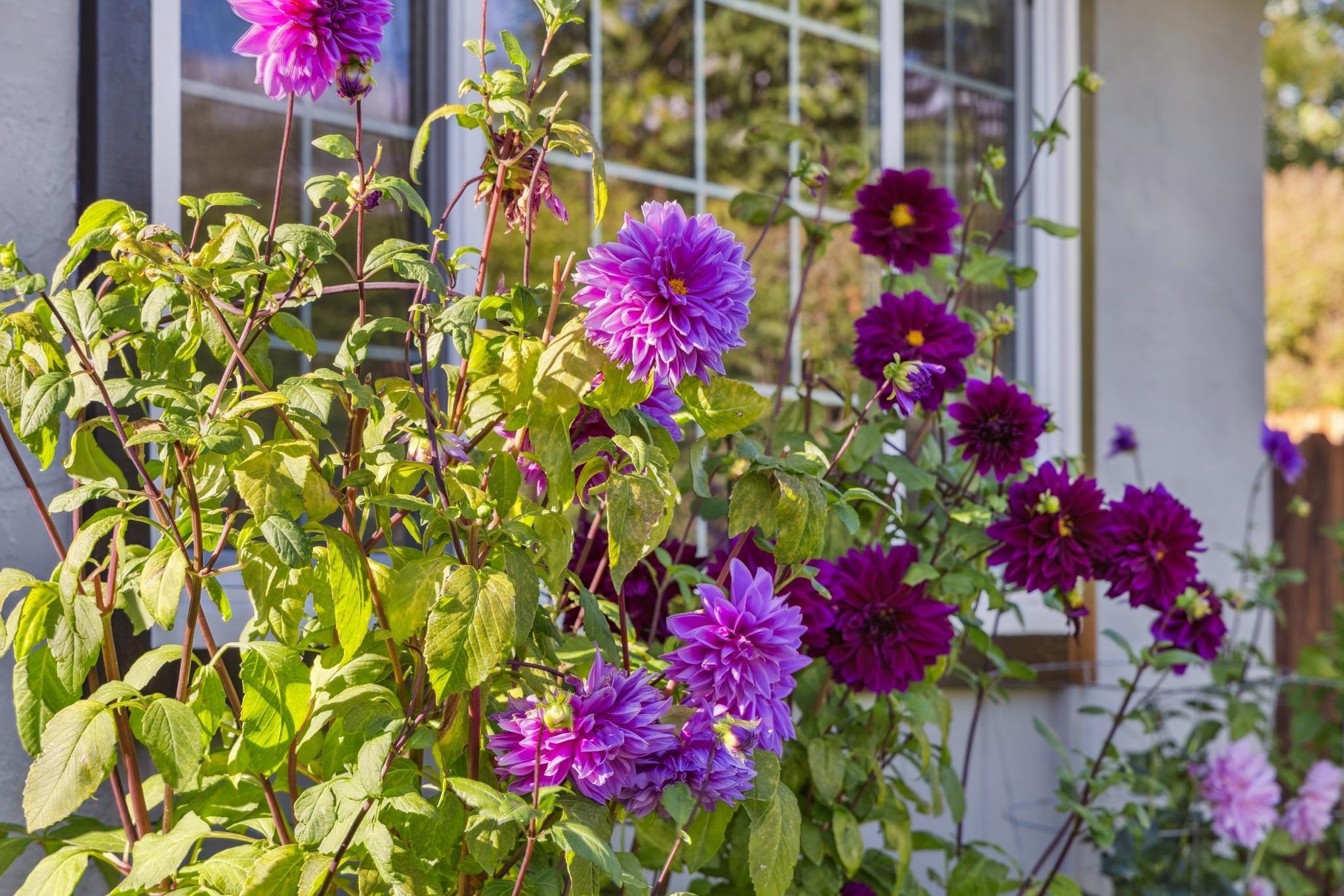 Detail Gallery Image 10 of 60 For 3973 Dunhill St, Napa,  CA 94558 - 3 Beds | 2 Baths