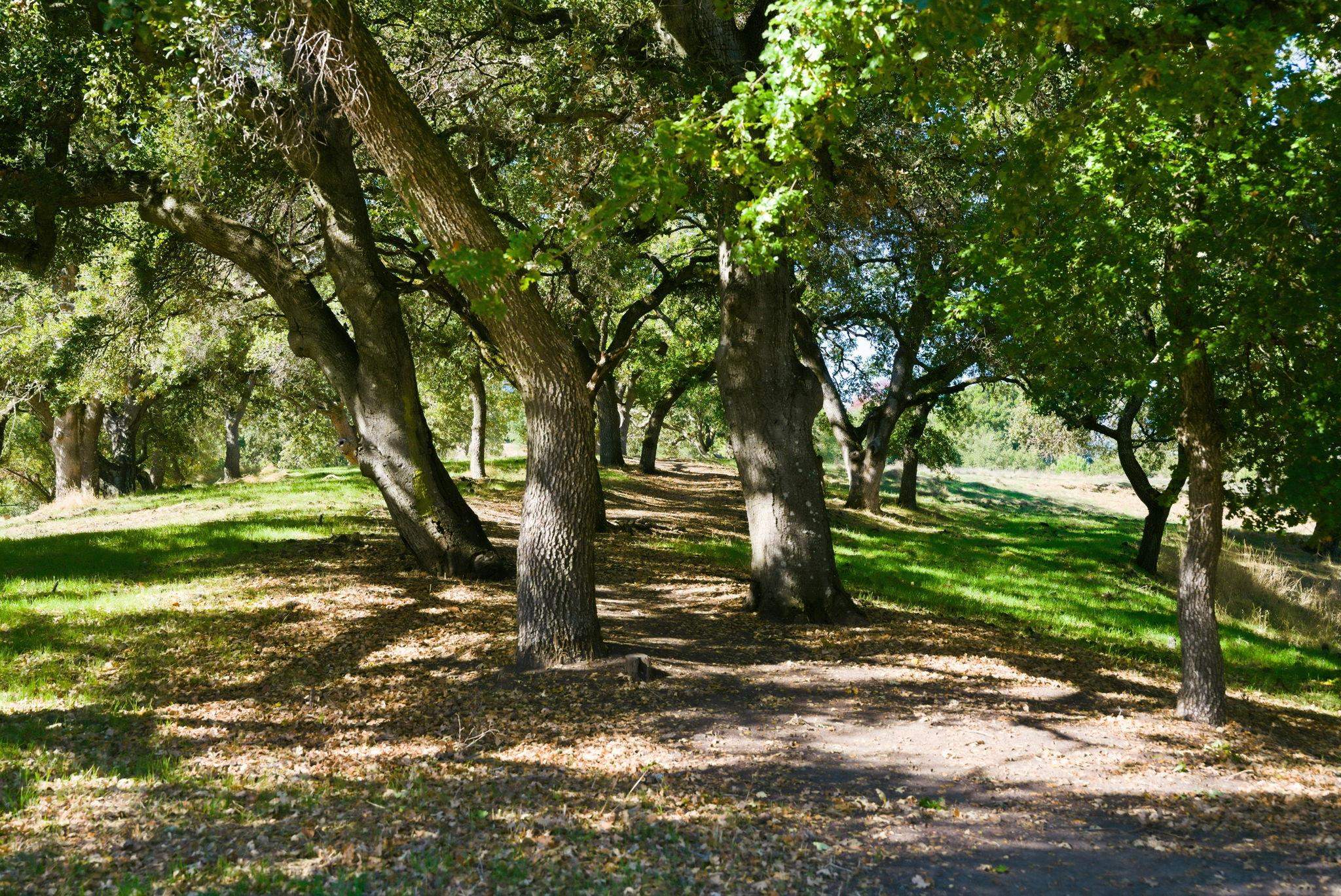 Photo #42: 41120391 Listing: Photo #42