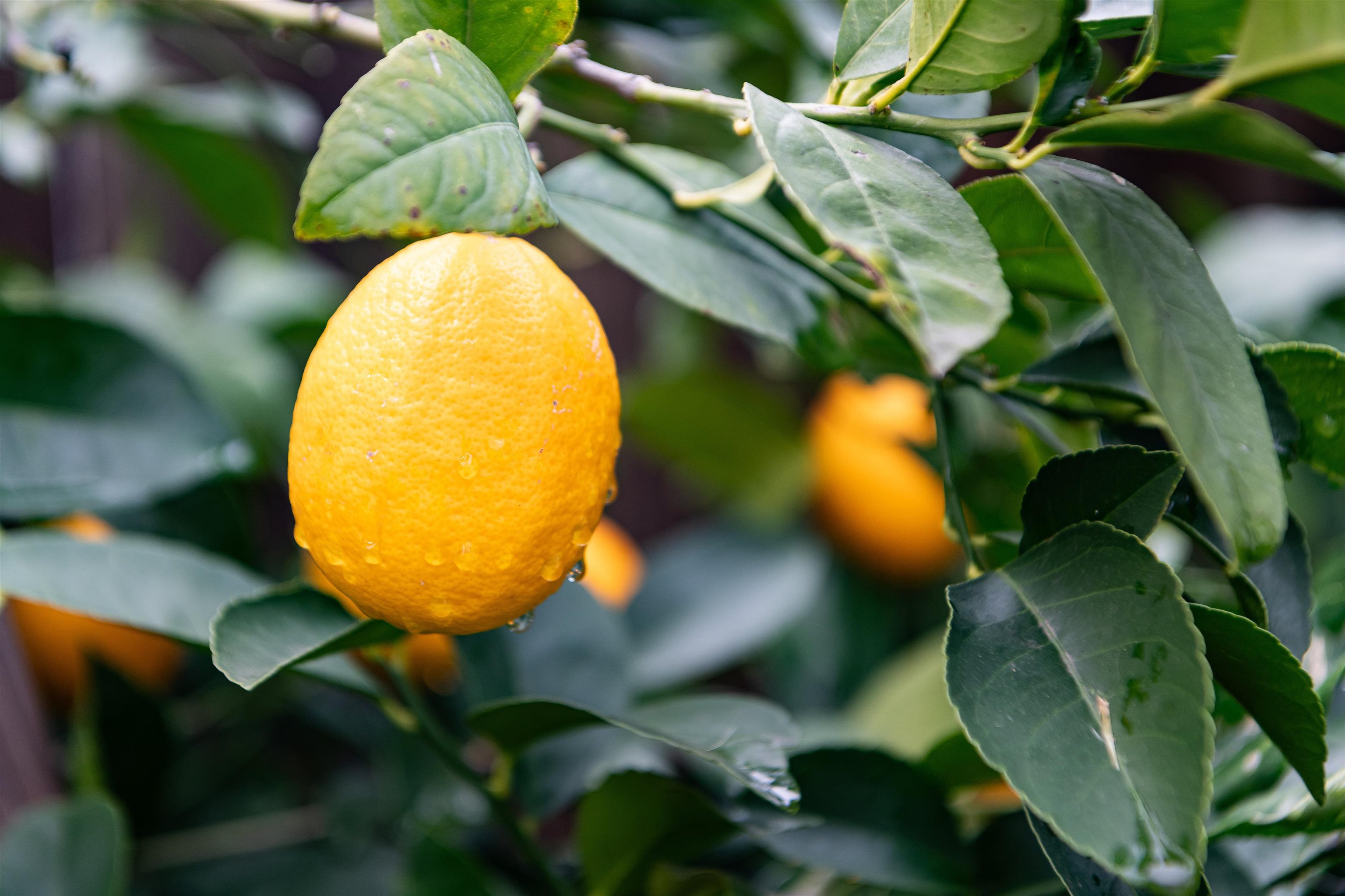 Detail Gallery Image 52 of 53 For 3020 San Miguel Court, Concord,  CA 94518 - 4 Beds | 2/1 Baths