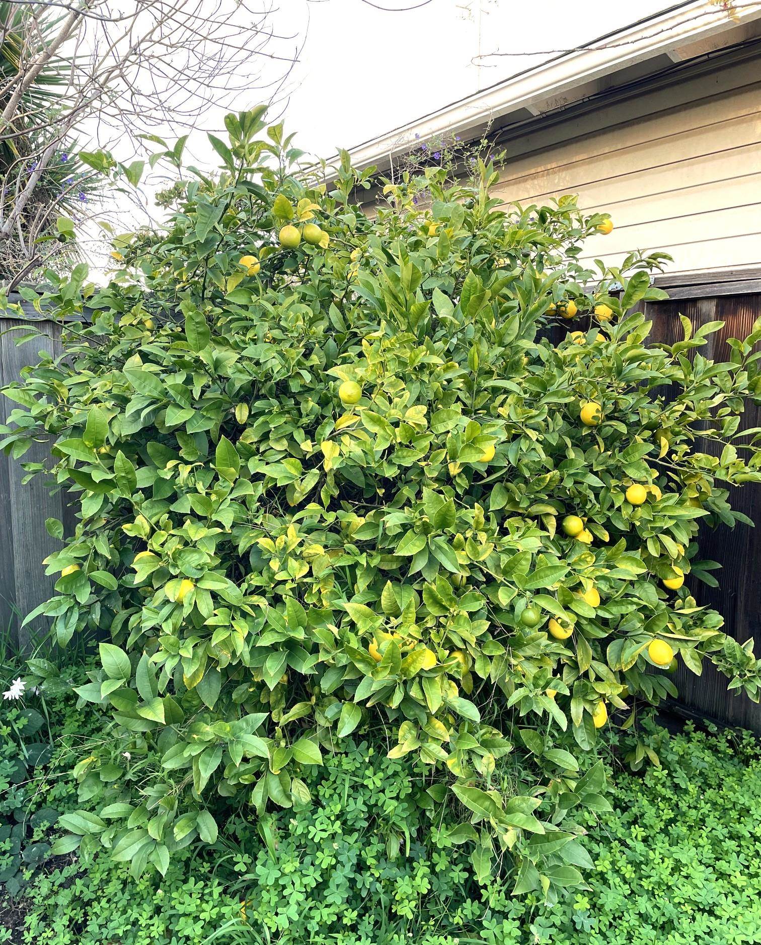 Detail Gallery Image 20 of 21 For 363 W Bissell Ave, Richmond,  CA 94801 - 2 Beds | 1 Baths