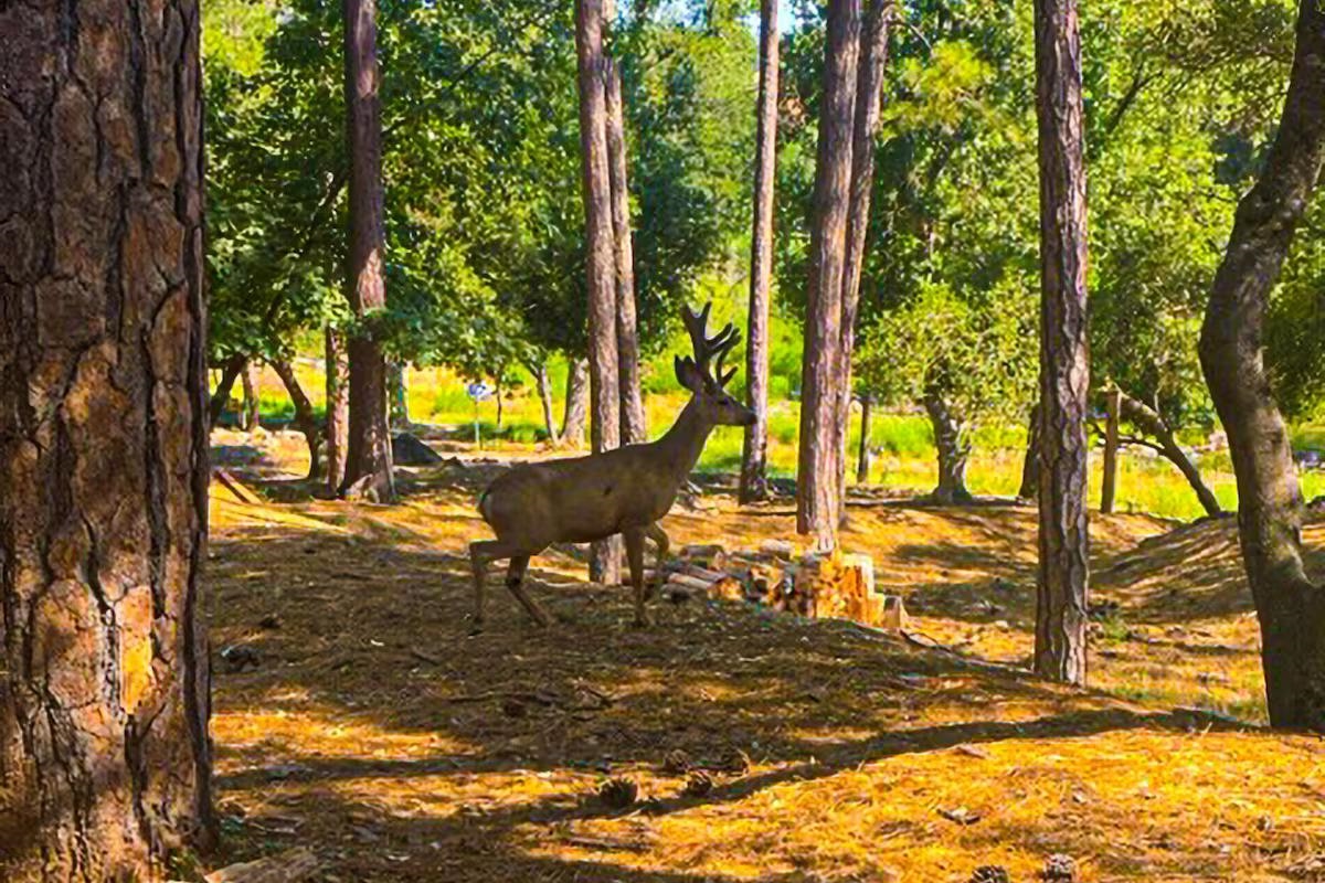 Detail Gallery Image 47 of 47 For 19385 Ferretti Rd., Groveland,  CA 95321 - 3 Beds | 2 Baths