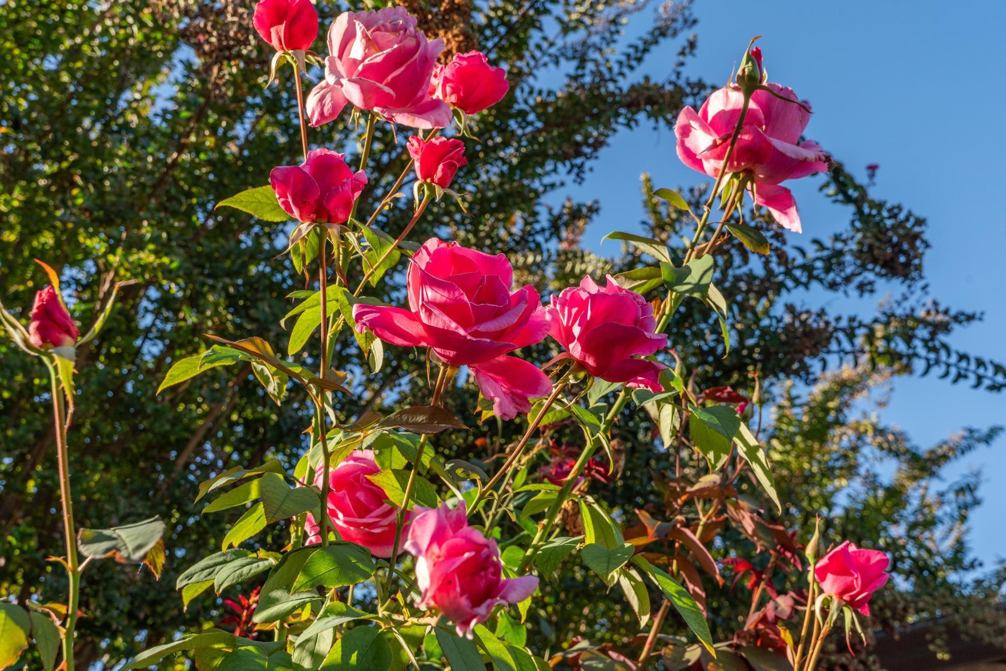 Detail Gallery Image 39 of 42 For 843 Luz Ct, Danville,  CA 94526 - 3 Beds | 2 Baths