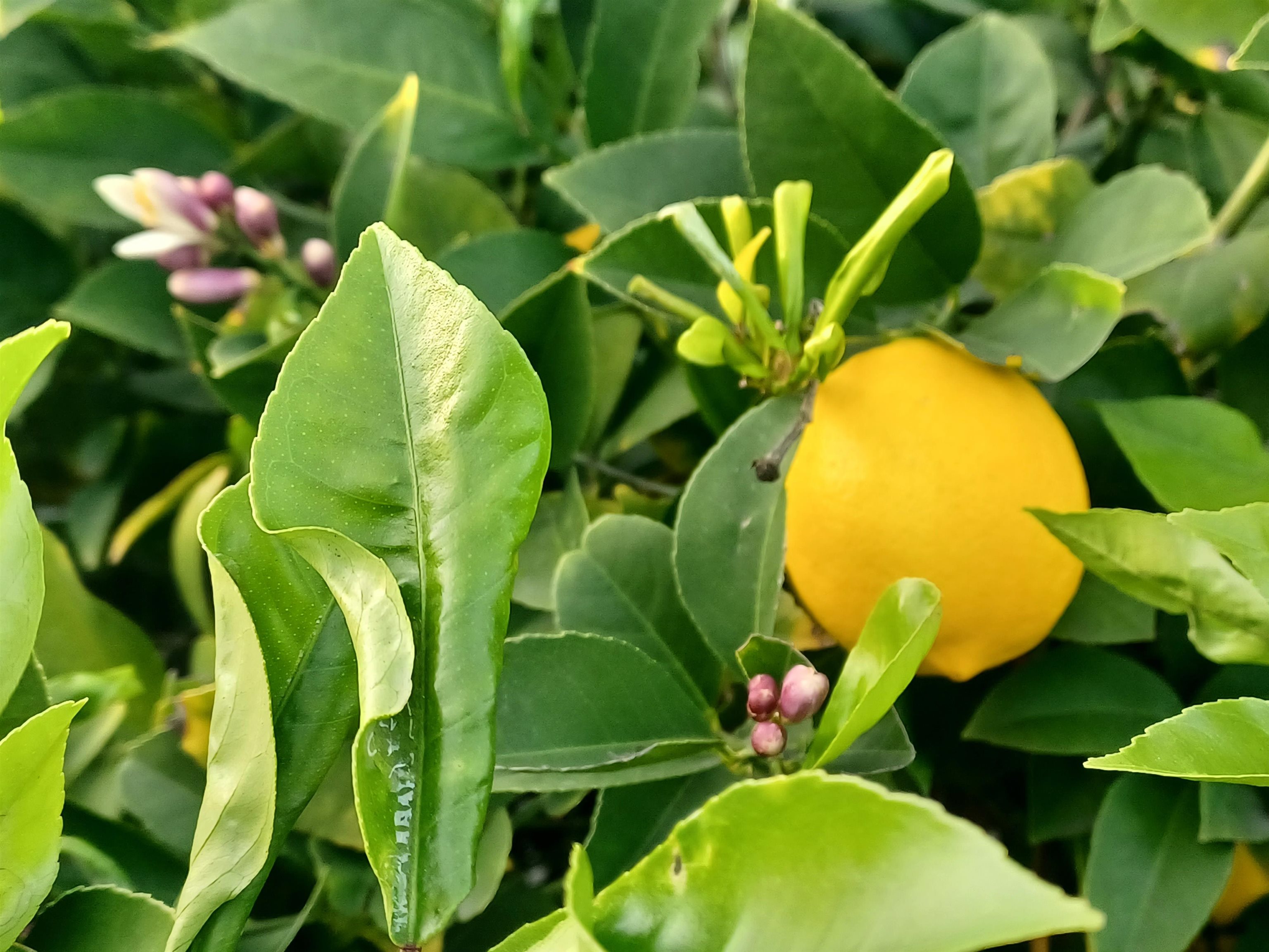 Detail Gallery Image 7 of 47 For 2004 Biglow Dr, Antioch,  CA 94509 - 3 Beds | 1 Baths