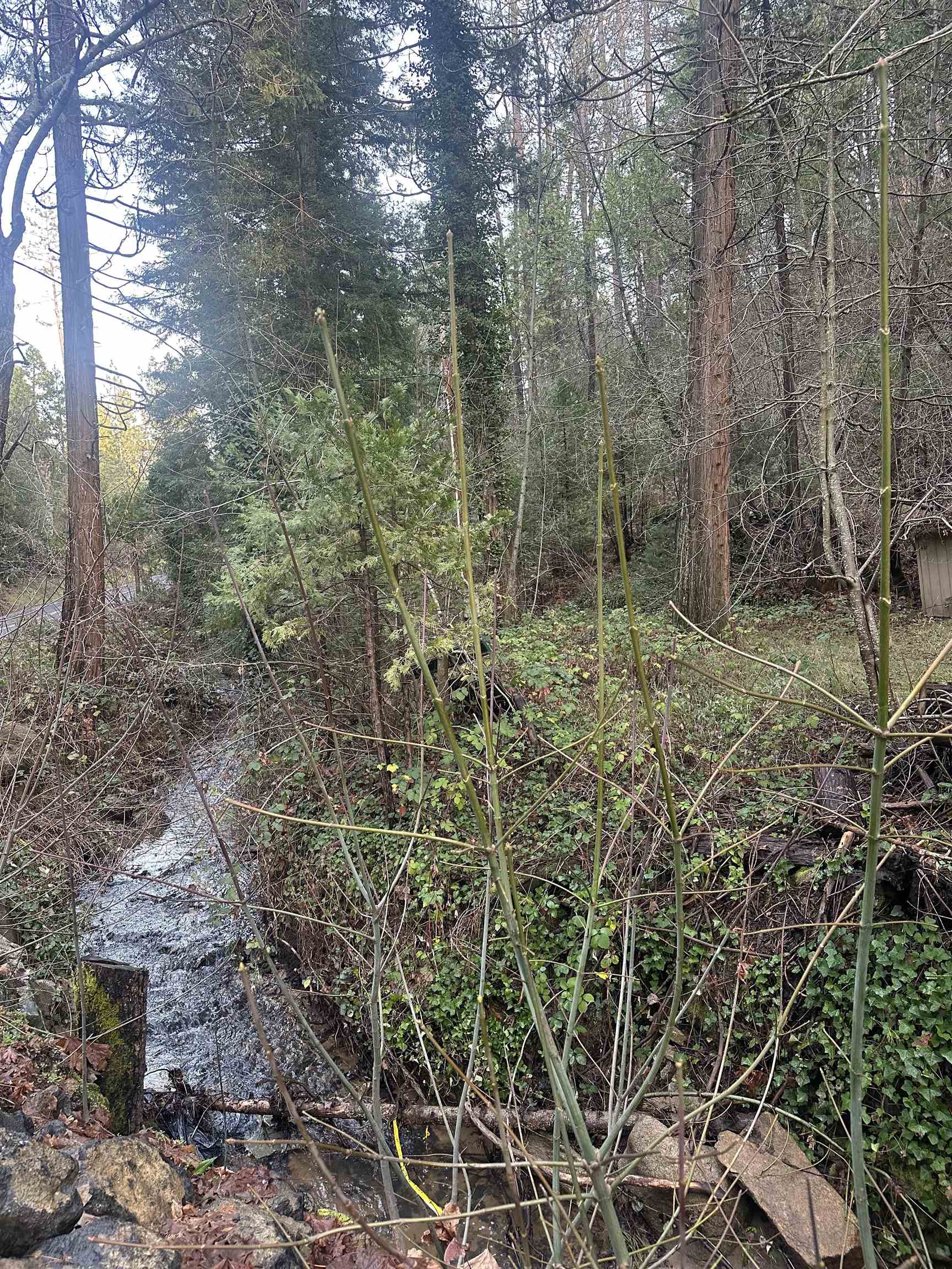 Detail Gallery Image 3 of 8 For 22895 S Fork Rd., Twain Harte,  CA 95383 - – Beds | – Baths