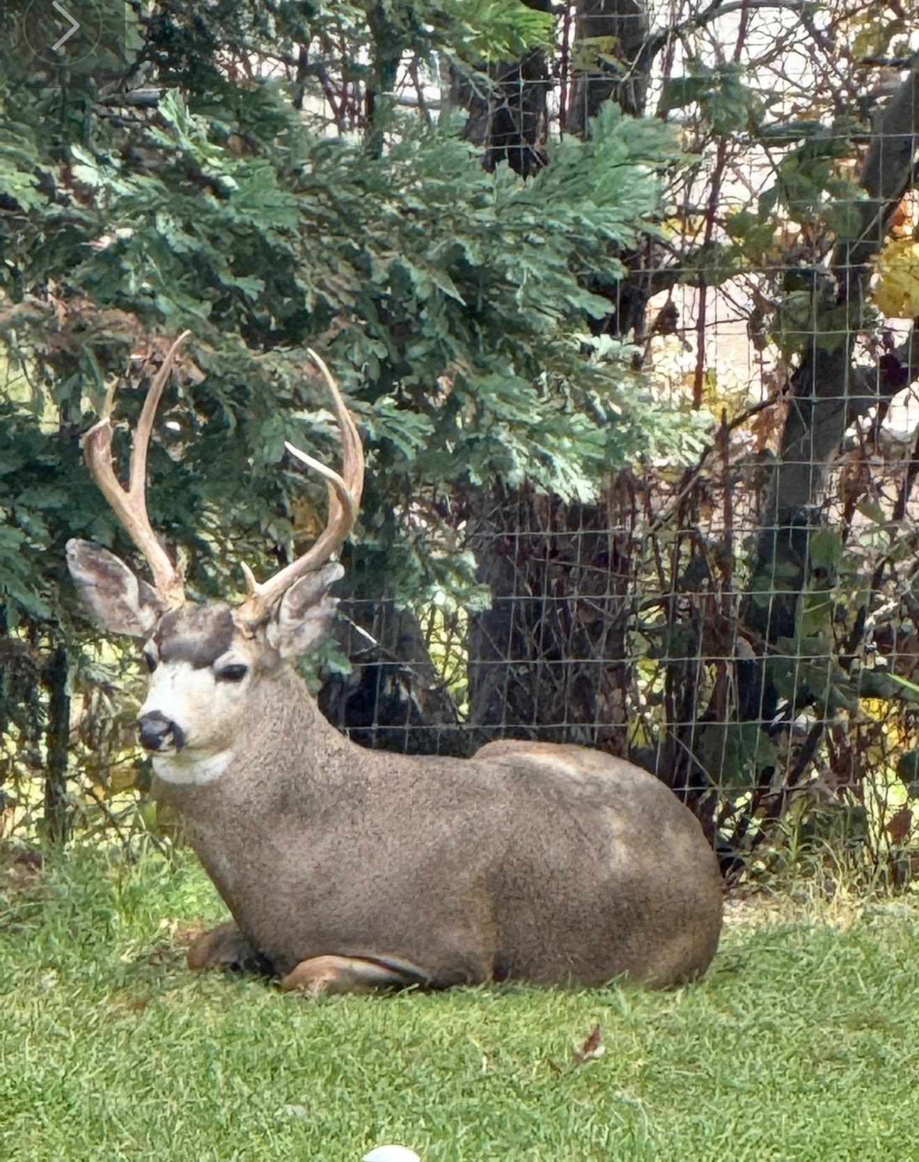 Detail Gallery Image 17 of 22 For 14781 Lakeside Dr, Sonora,  CA 95370 - – Beds | – Baths