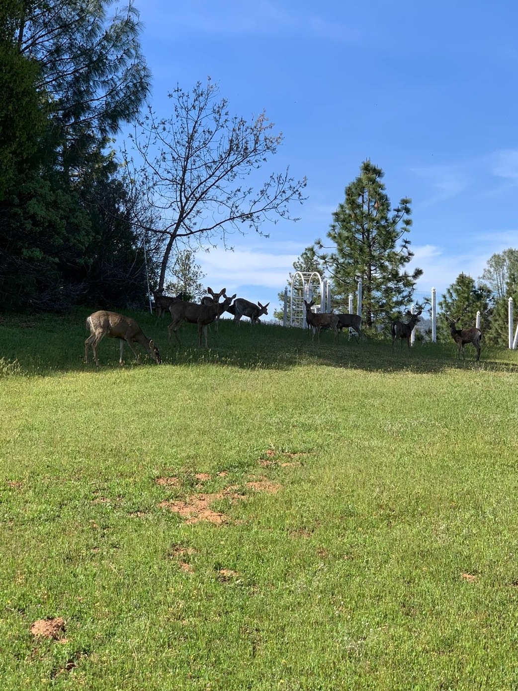 Detail Gallery Image 20 of 22 For 14781 Lakeside Dr, Sonora,  CA 95370 - – Beds | – Baths