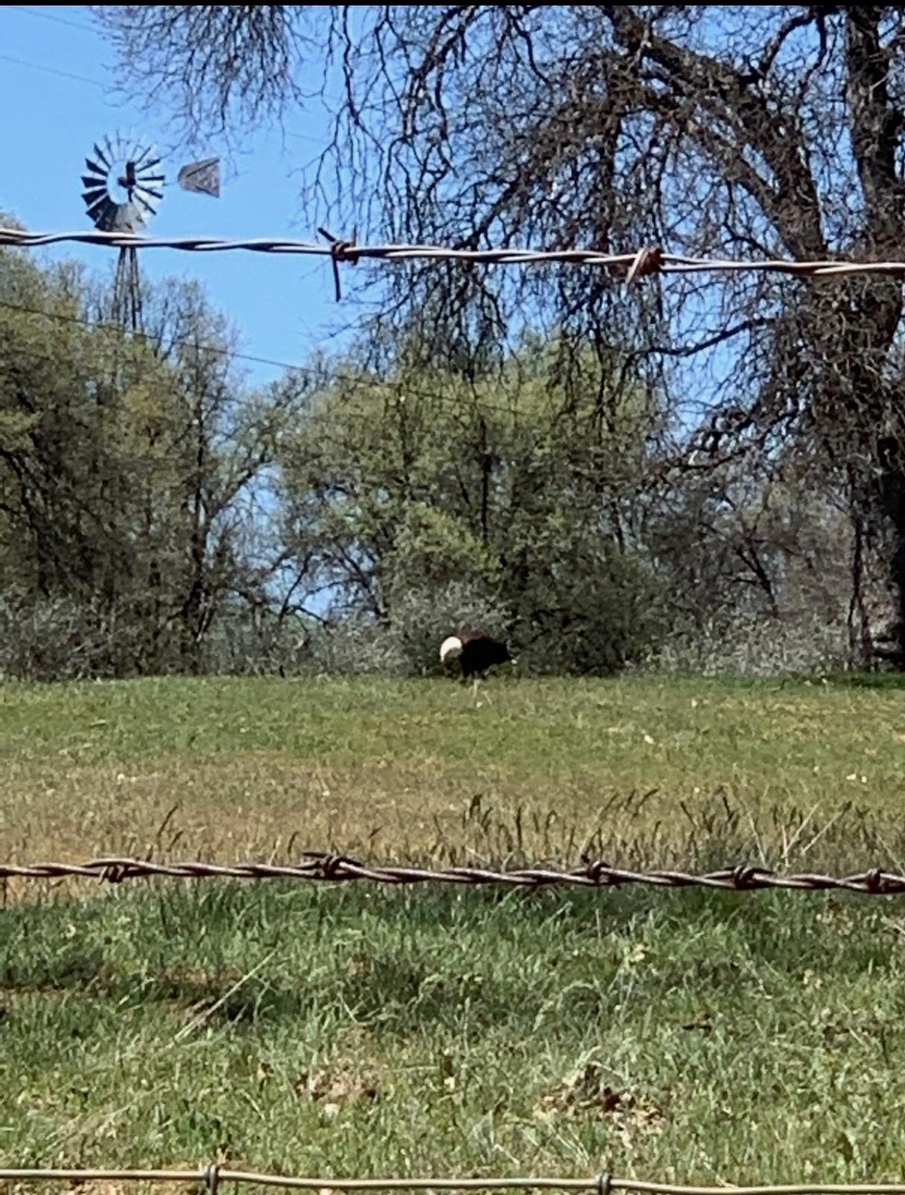 Detail Gallery Image 21 of 22 For 14781 Lakeside Dr, Sonora,  CA 95370 - – Beds | – Baths