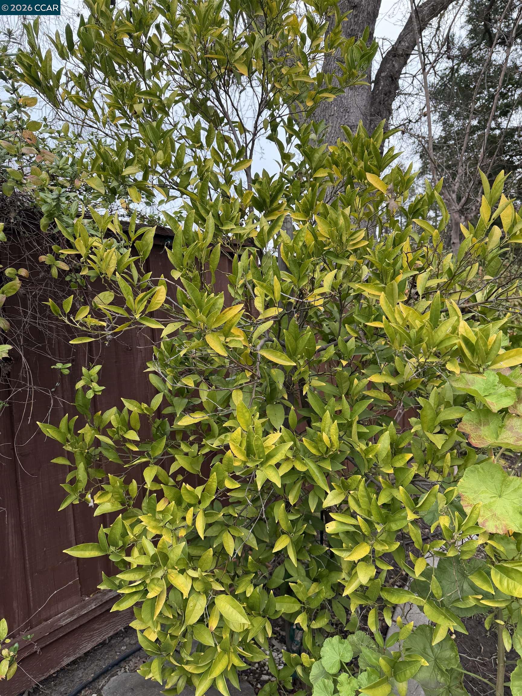 Detail Gallery Image 25 of 39 For 350 Caroni St, Walnut Creek,  CA 94597 - 4 Beds | 3 Baths