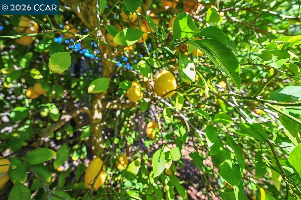 Detail Gallery Image 46 of 53 For 916 Calle Verde, Martinez,  CA 94553-5910 - 4 Beds | 3 Baths