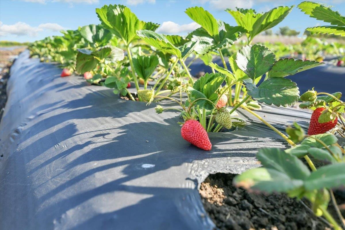 Detail Gallery Image 33 of 47 For , Brentwood,  CA 94513 - – Beds | – Baths