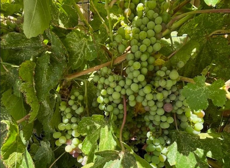 Detail Gallery Image 24 of 26 For 8491 Pinehollow Cir, Discovery Bay,  CA 94505 - 5 Beds | 3 Baths