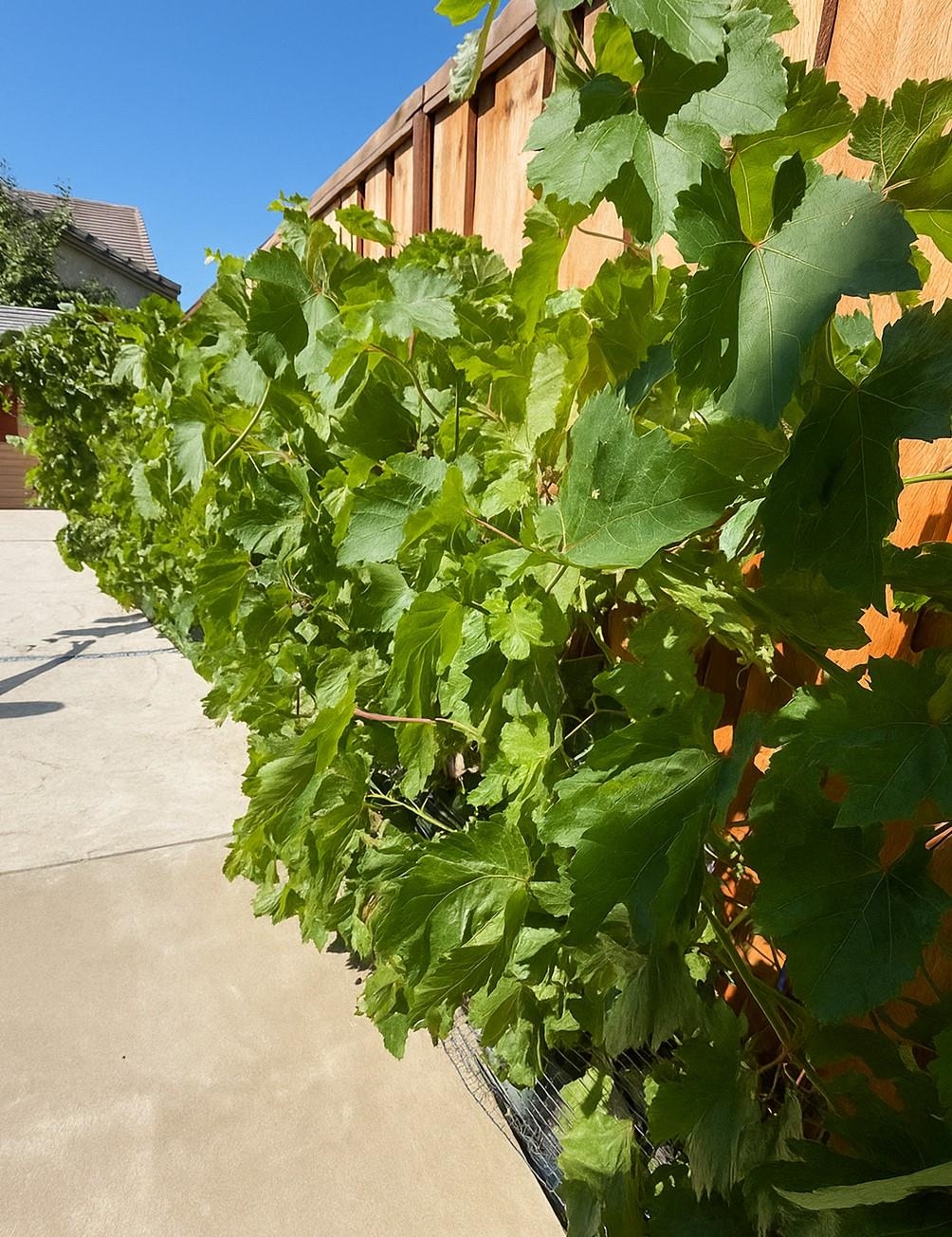 Detail Gallery Image 25 of 26 For 8491 Pinehollow Cir, Discovery Bay,  CA 94505 - 5 Beds | 3 Baths