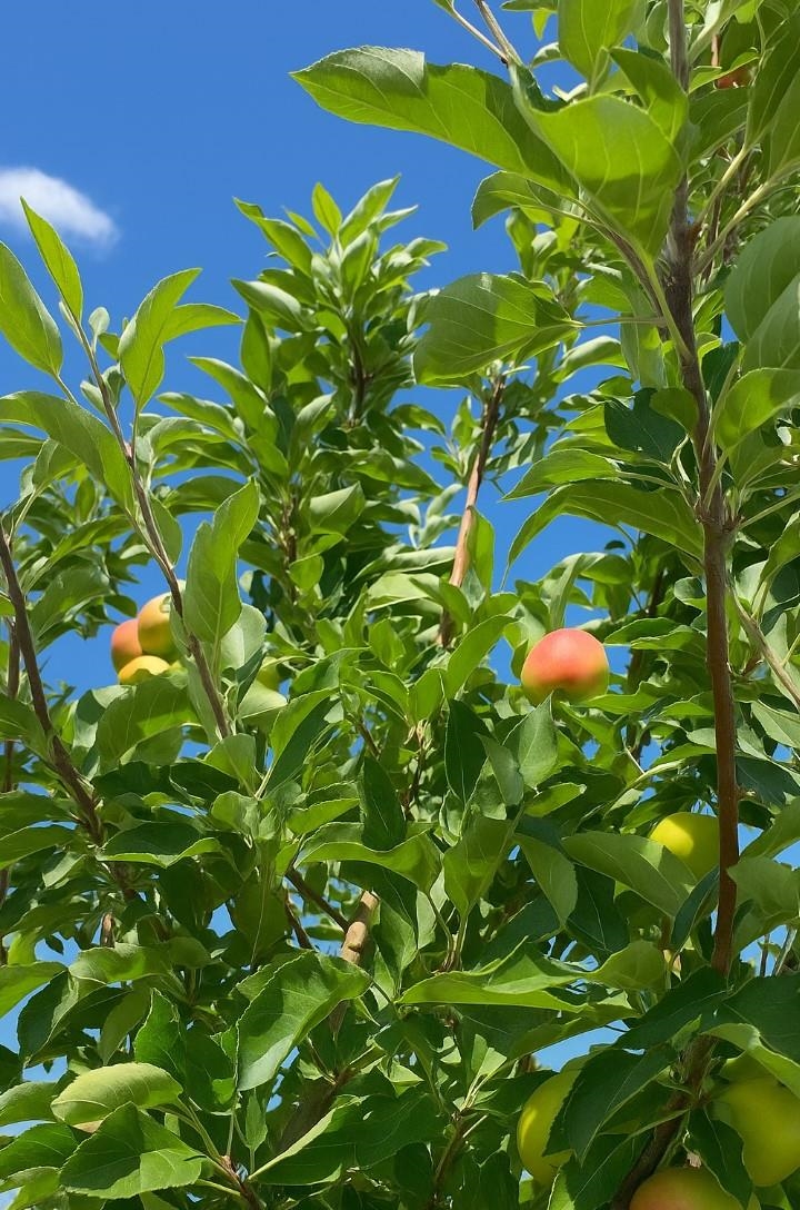 Detail Gallery Image 26 of 26 For 8491 Pinehollow Cir, Discovery Bay,  CA 94505 - 5 Beds | 3 Baths