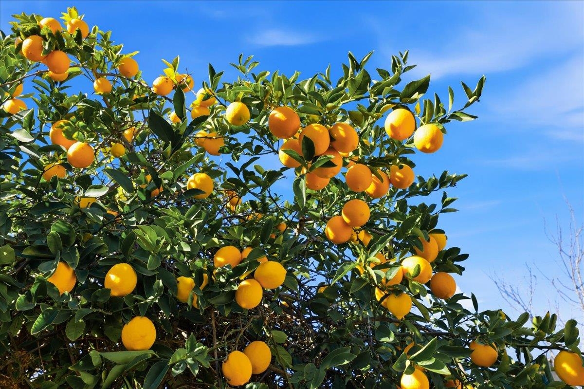 Detail Gallery Image 48 of 60 For 7109 Elba Way, Dublin,  CA 94568 - 4 Beds | 2 Baths