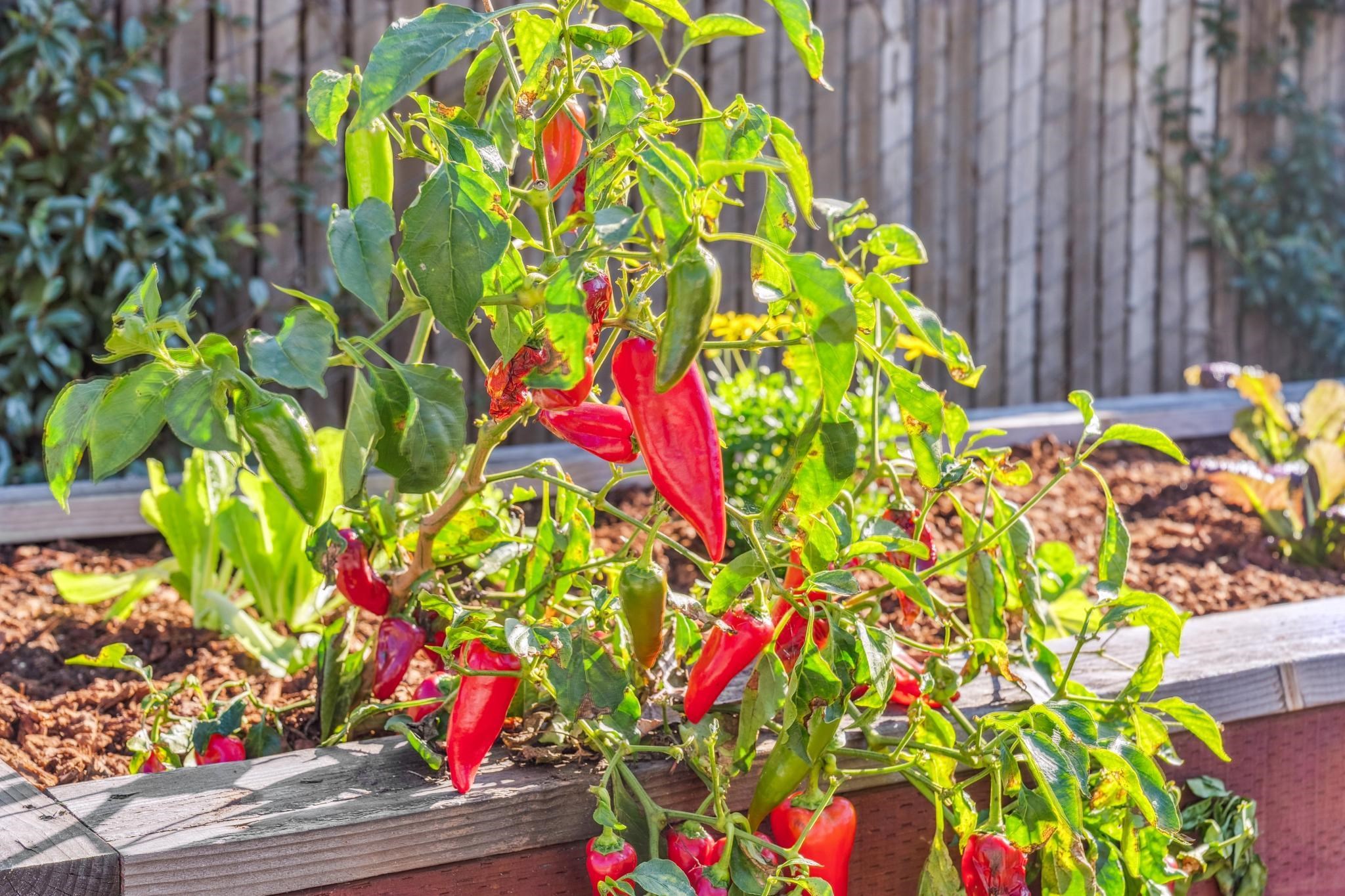 Detail Gallery Image 50 of 60 For 653 55th St, Oakland,  CA 94609 - 3 Beds | 1 Baths