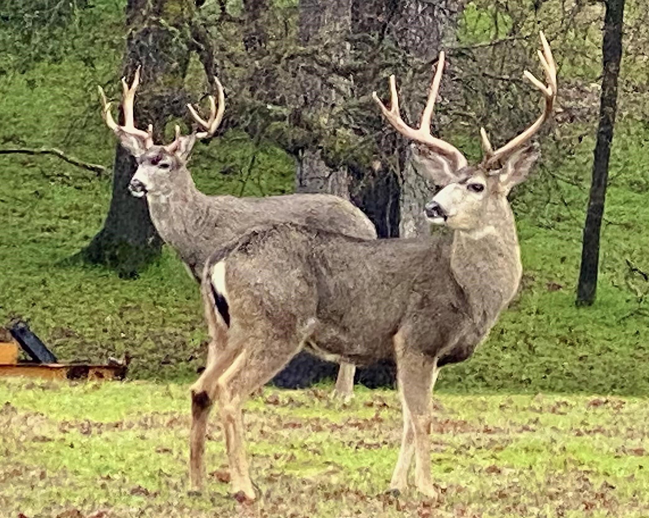 Detail Gallery Image 36 of 37 For 20782 Buttercup Circle, Groveland,  CA 95321-0000 - – Beds | – Baths