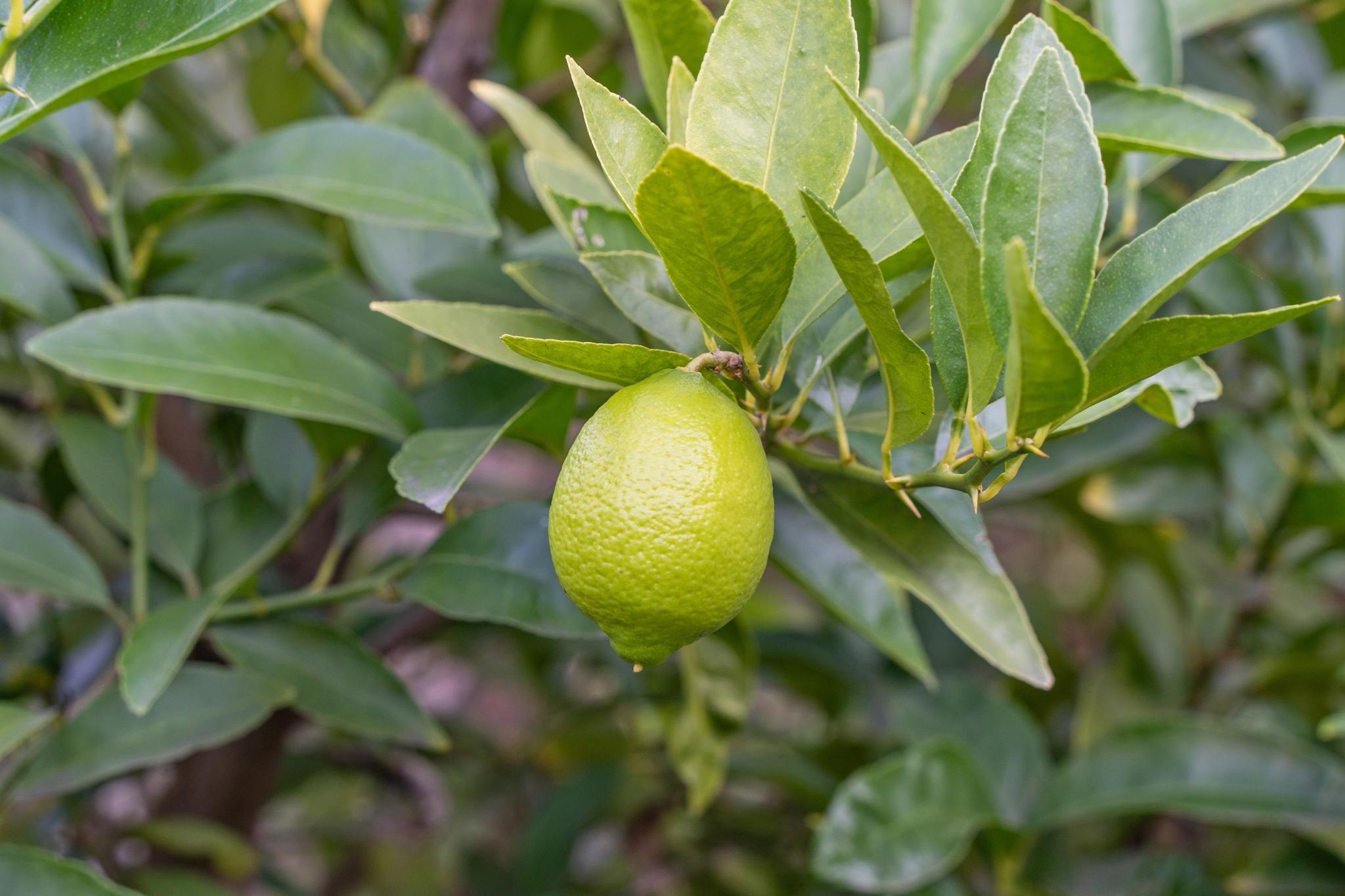 Detail Gallery Image 40 of 55 For 1525 Tyler St, Berkeley,  CA 94703 - 2 Beds | 1/1 Baths