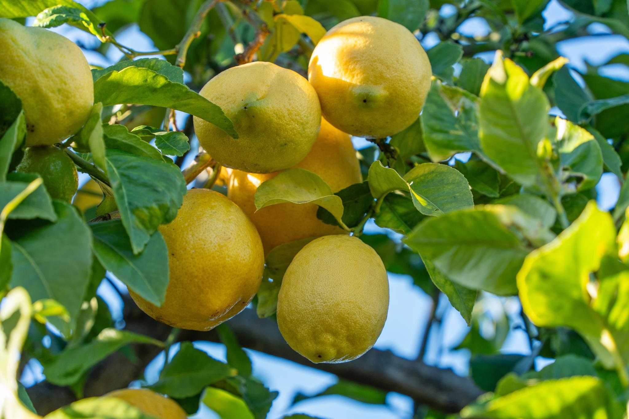 Detail Gallery Image 42 of 55 For 1525 Tyler St, Berkeley,  CA 94703 - 2 Beds | 1/1 Baths