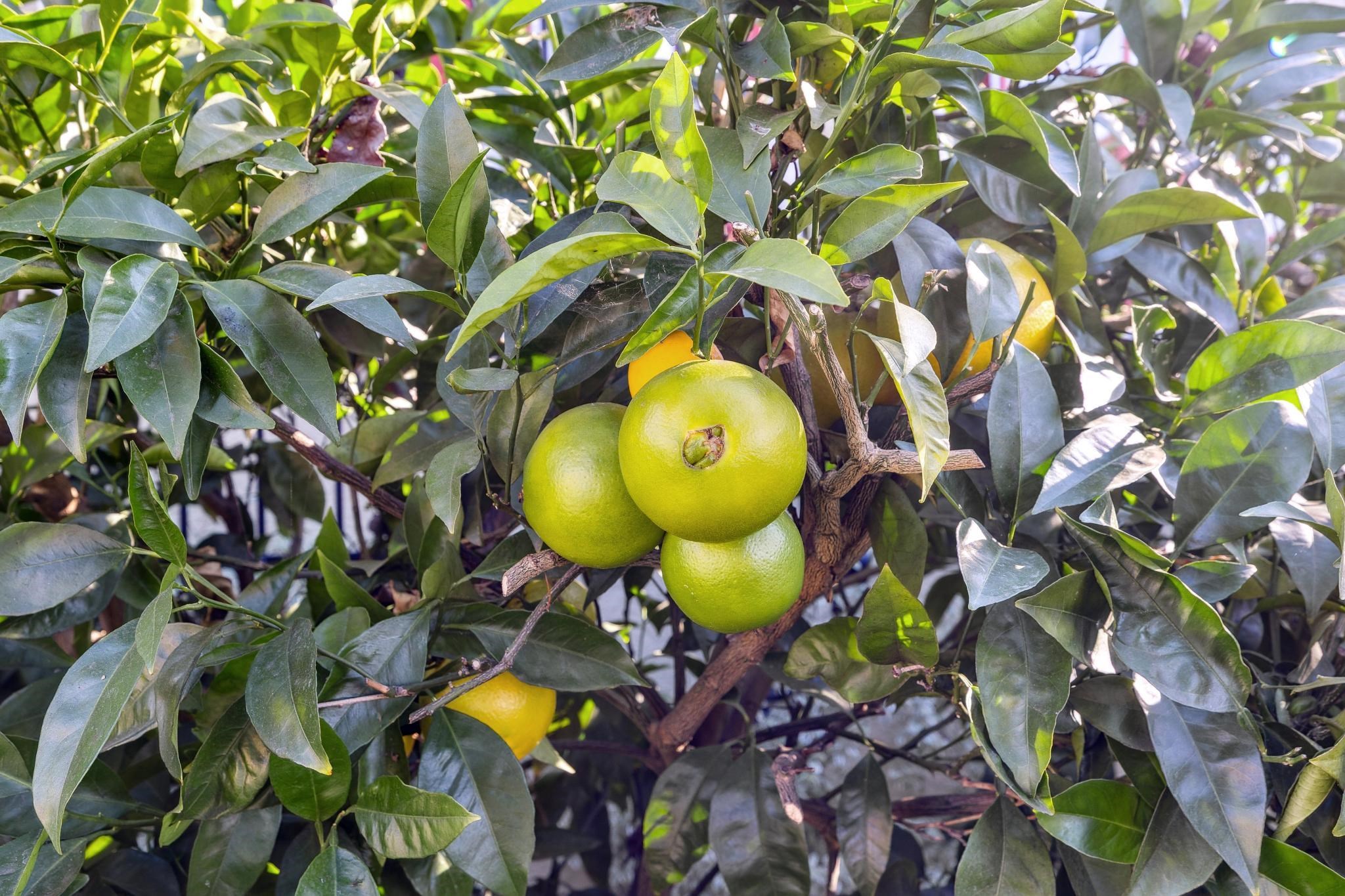 Detail Gallery Image 51 of 60 For 1416 Versailles Ave, Alameda,  CA 94501 - 3 Beds | 2 Baths