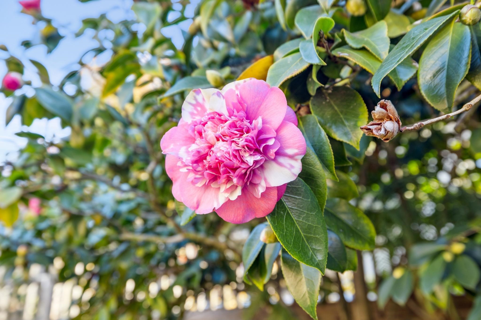 Detail Gallery Image 52 of 60 For 1416 Versailles Ave, Alameda,  CA 94501 - 3 Beds | 2 Baths