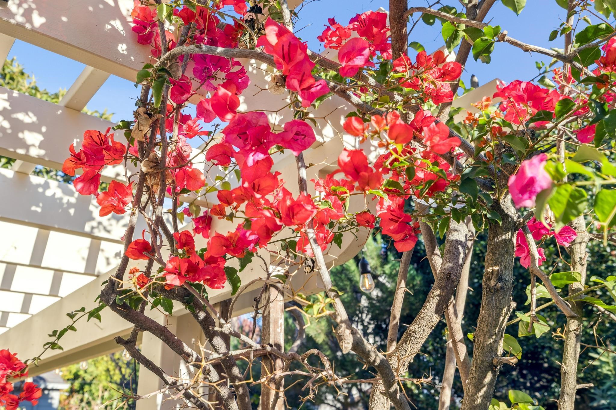 Detail Gallery Image 53 of 60 For 1416 Versailles Ave, Alameda,  CA 94501 - 3 Beds | 2 Baths