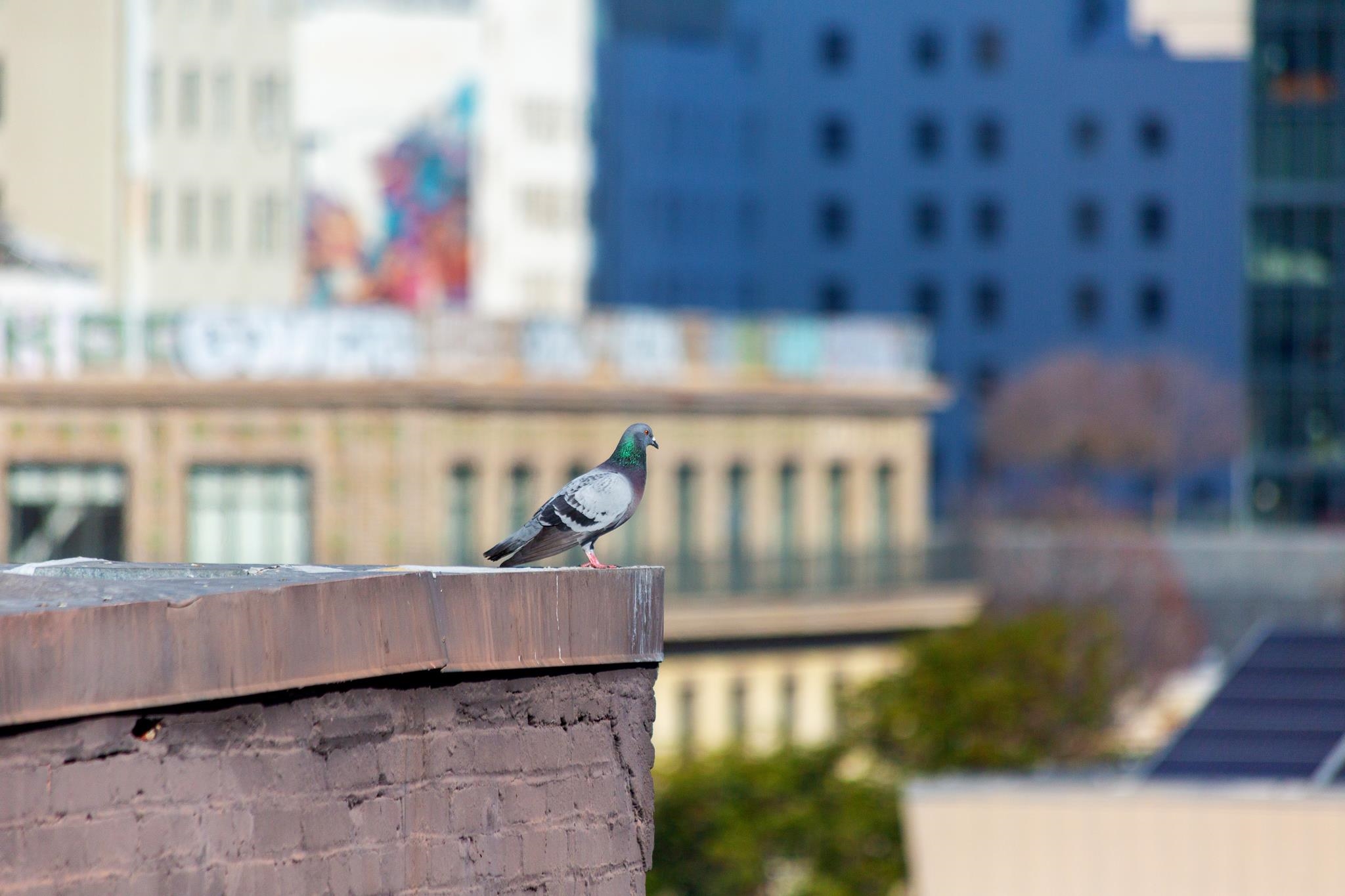 Photo #28: 41120991 Listing: Photo #28