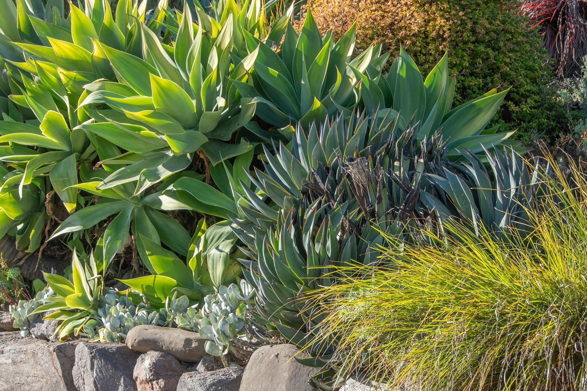 Detail Gallery Image 2 of 59 For 1923 Yolo Ave, Berkeley,  CA 94707 - 4 Beds | 3 Baths