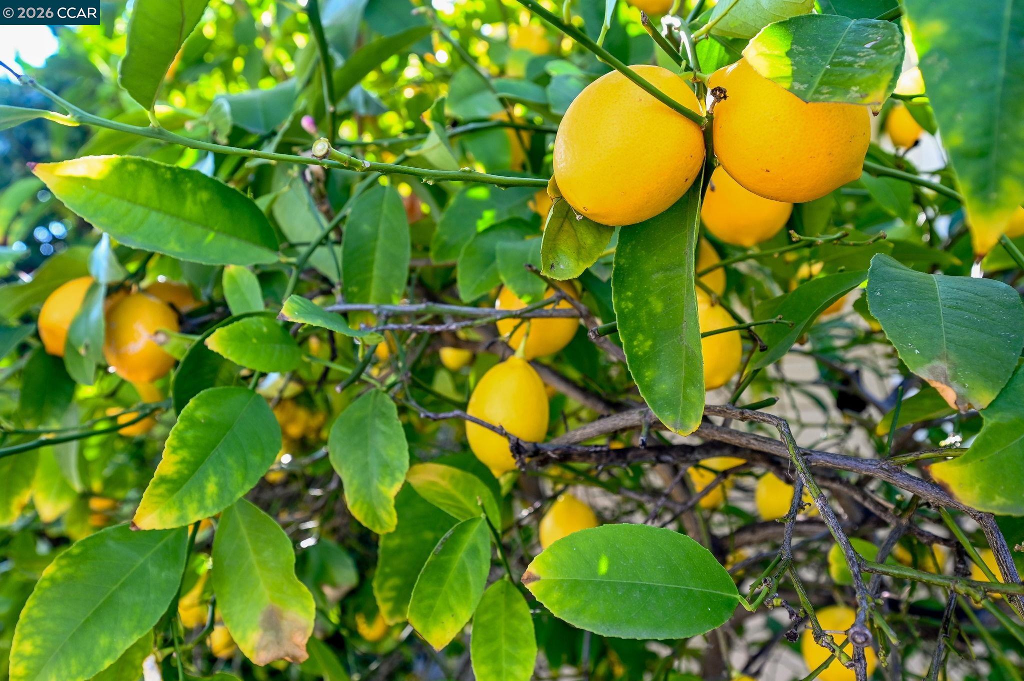 Detail Gallery Image 33 of 37 For 1687 Westwood Dr, Concord,  CA 94521 - 3 Beds | 2 Baths