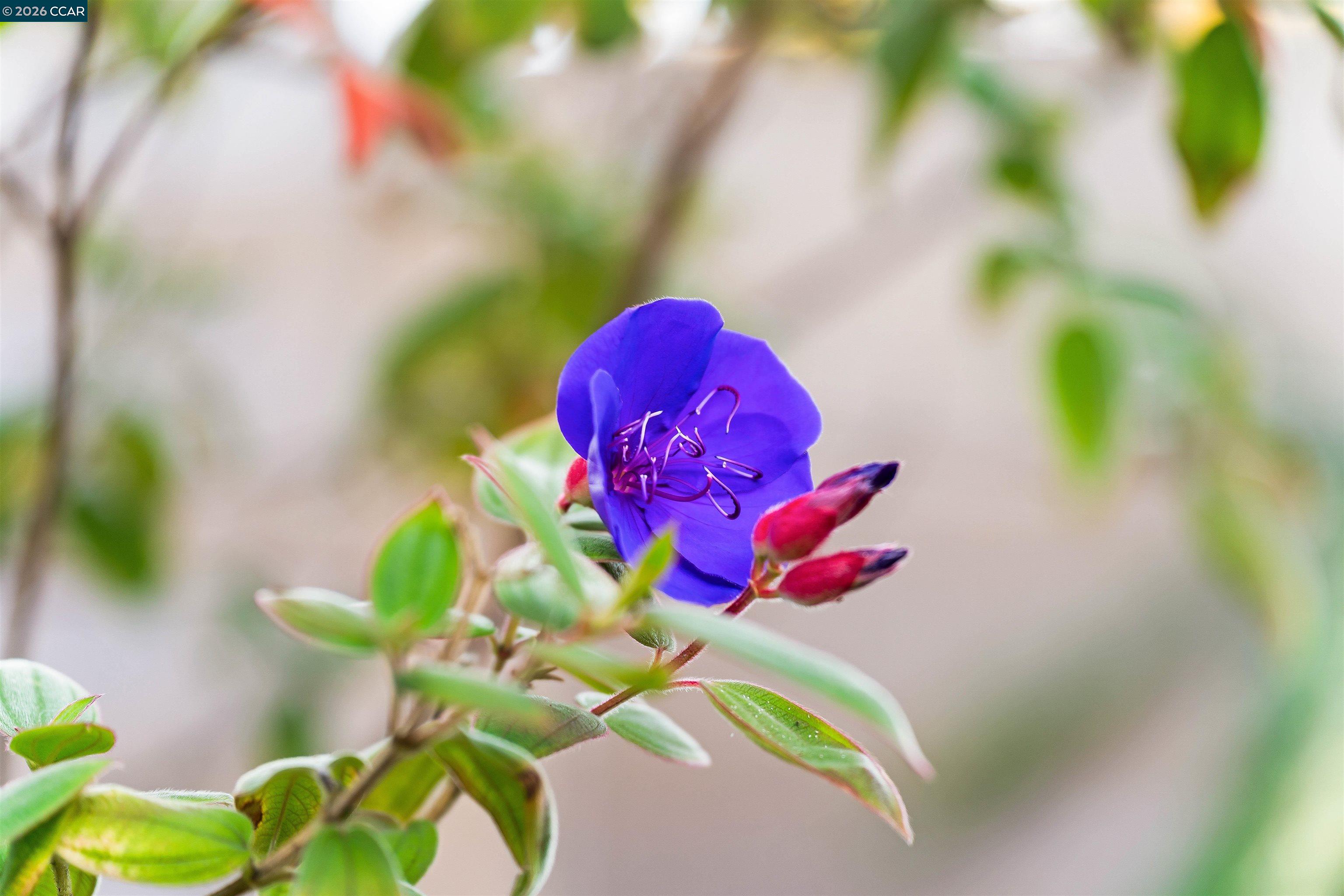 Photo #38: 41121175 Listing: Photo #38