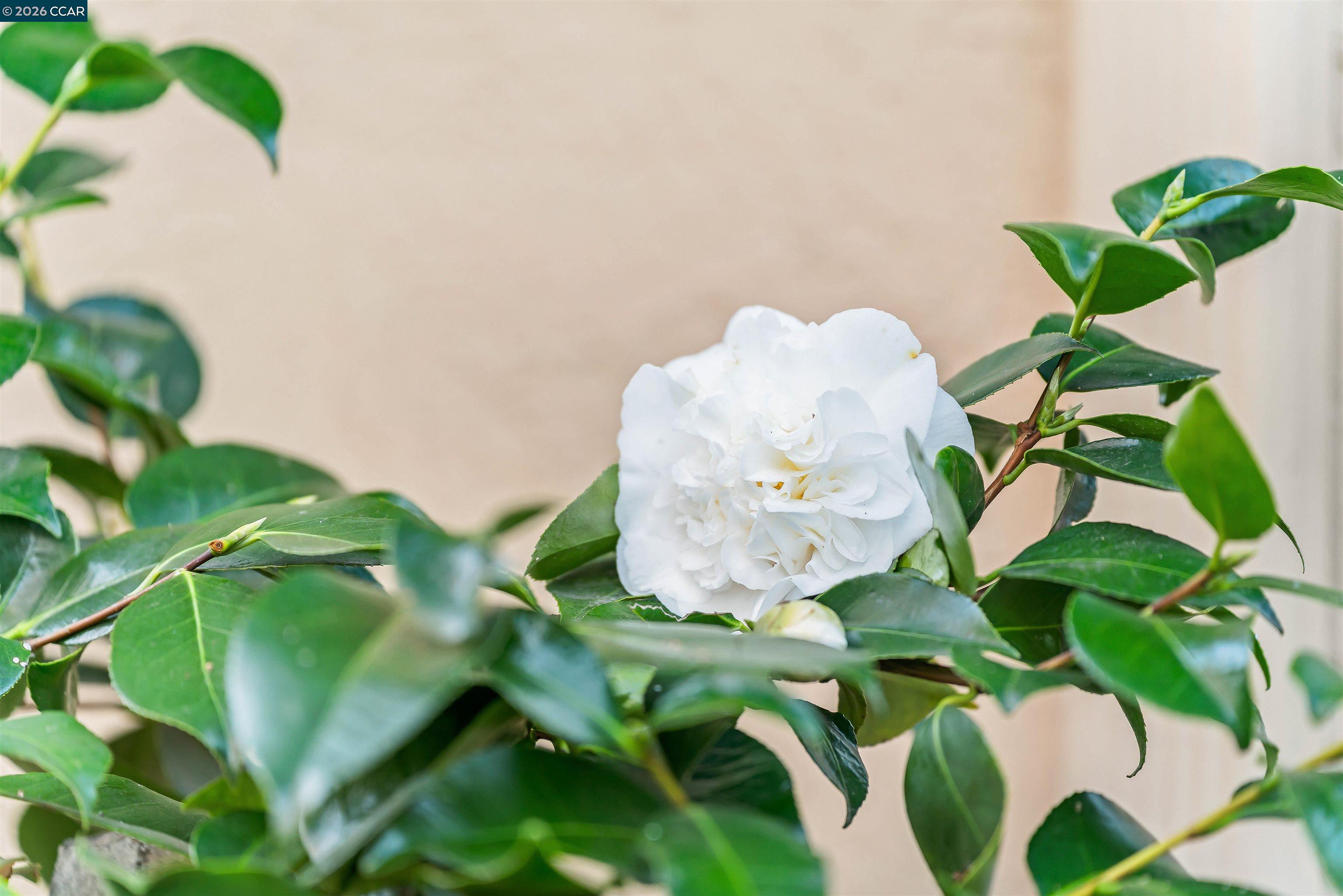 Photo #41: 41121175 Listing: Photo #41