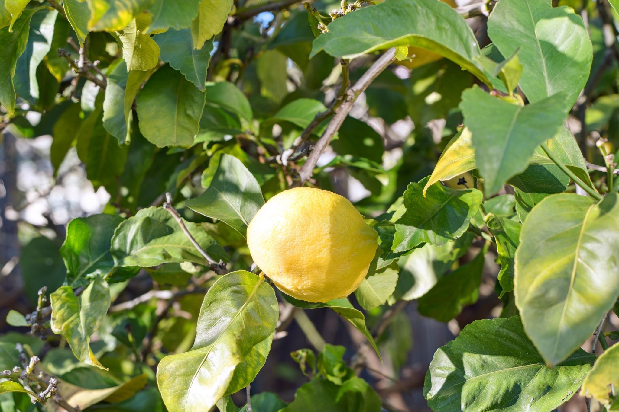 Detail Gallery Image 45 of 50 For 37 Monticello Ave, Piedmont,  CA 94611 - 3 Beds | 2 Baths