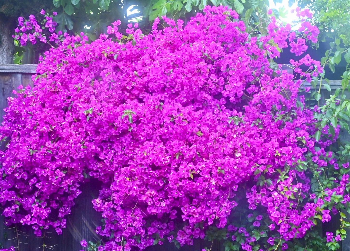 Detail Gallery Image 28 of 30 For 2726 Madeline Street, Oakland,  CA 94602 - 2 Beds | 1 Baths