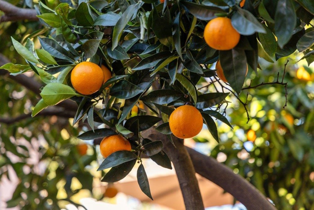 Detail Gallery Image 46 of 47 For 9600 Golf Links, Oakland,  CA 94605 - 2 Beds | 1 Baths