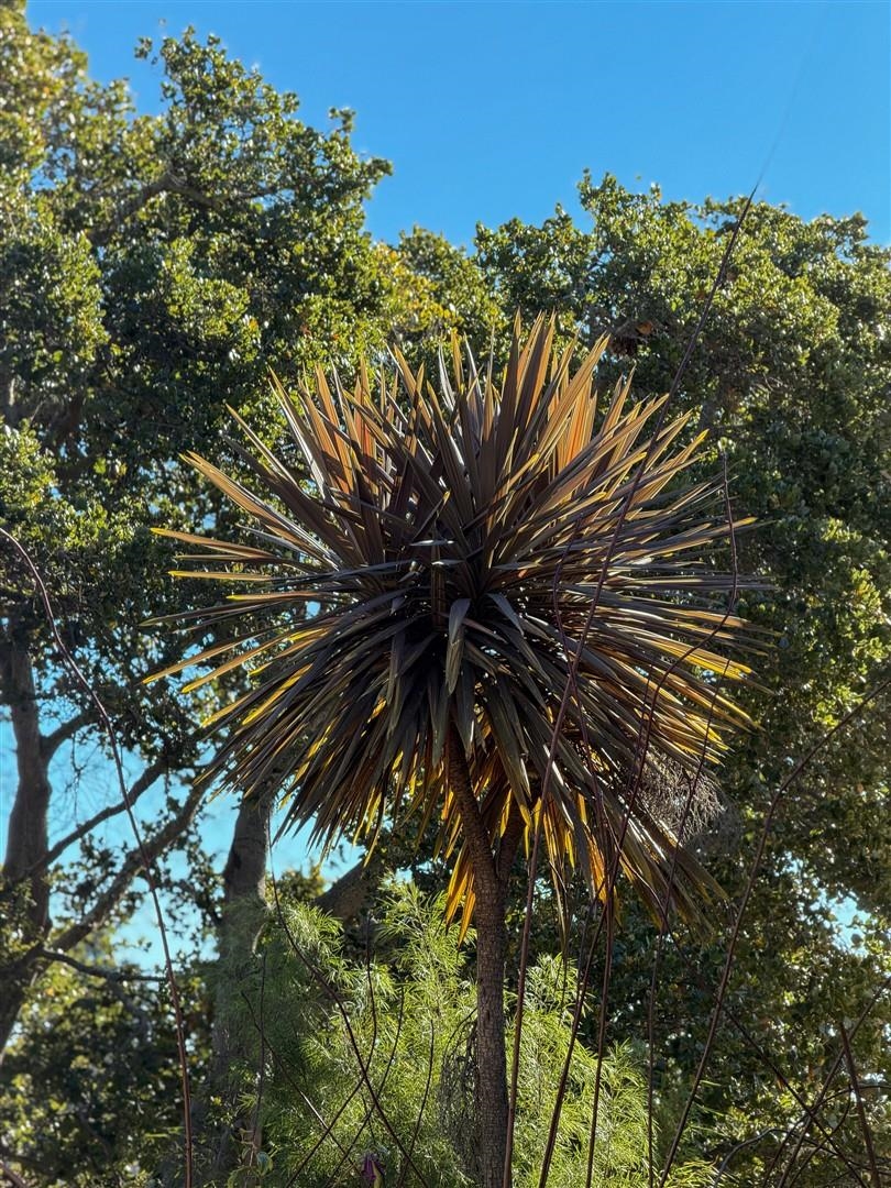 Detail Gallery Image 20 of 59 For 371 Ocean View Ave, Kensington,  CA 94707 - 4 Beds | 2 Baths