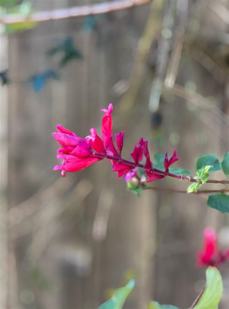 Detail Gallery Image 35 of 59 For 371 Ocean View Ave, Kensington,  CA 94707 - 4 Beds | 2 Baths