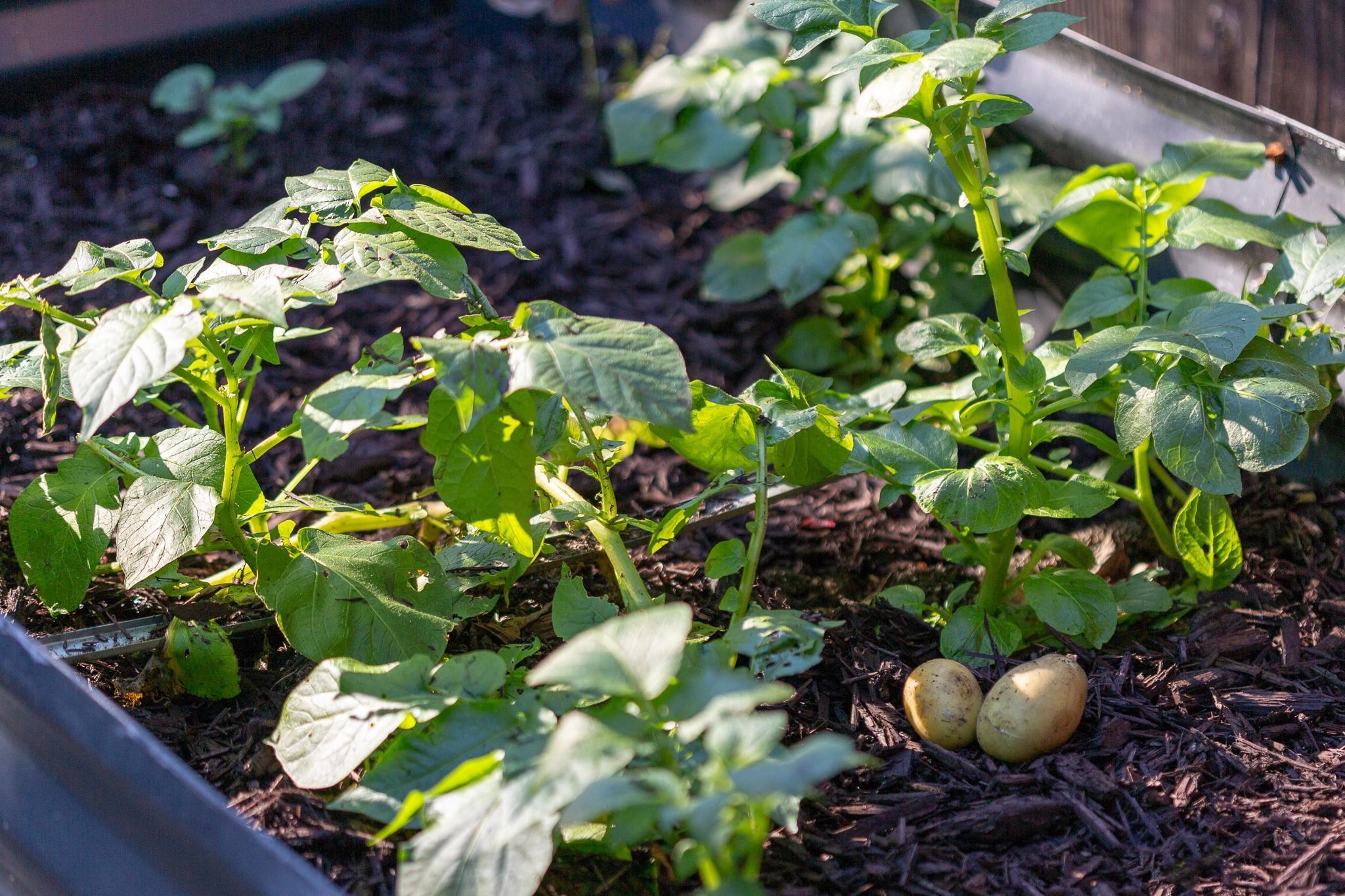 Detail Gallery Image 19 of 23 For 3501 66th Ave, Oakland,  CA 94605 - 2 Beds | 1 Baths