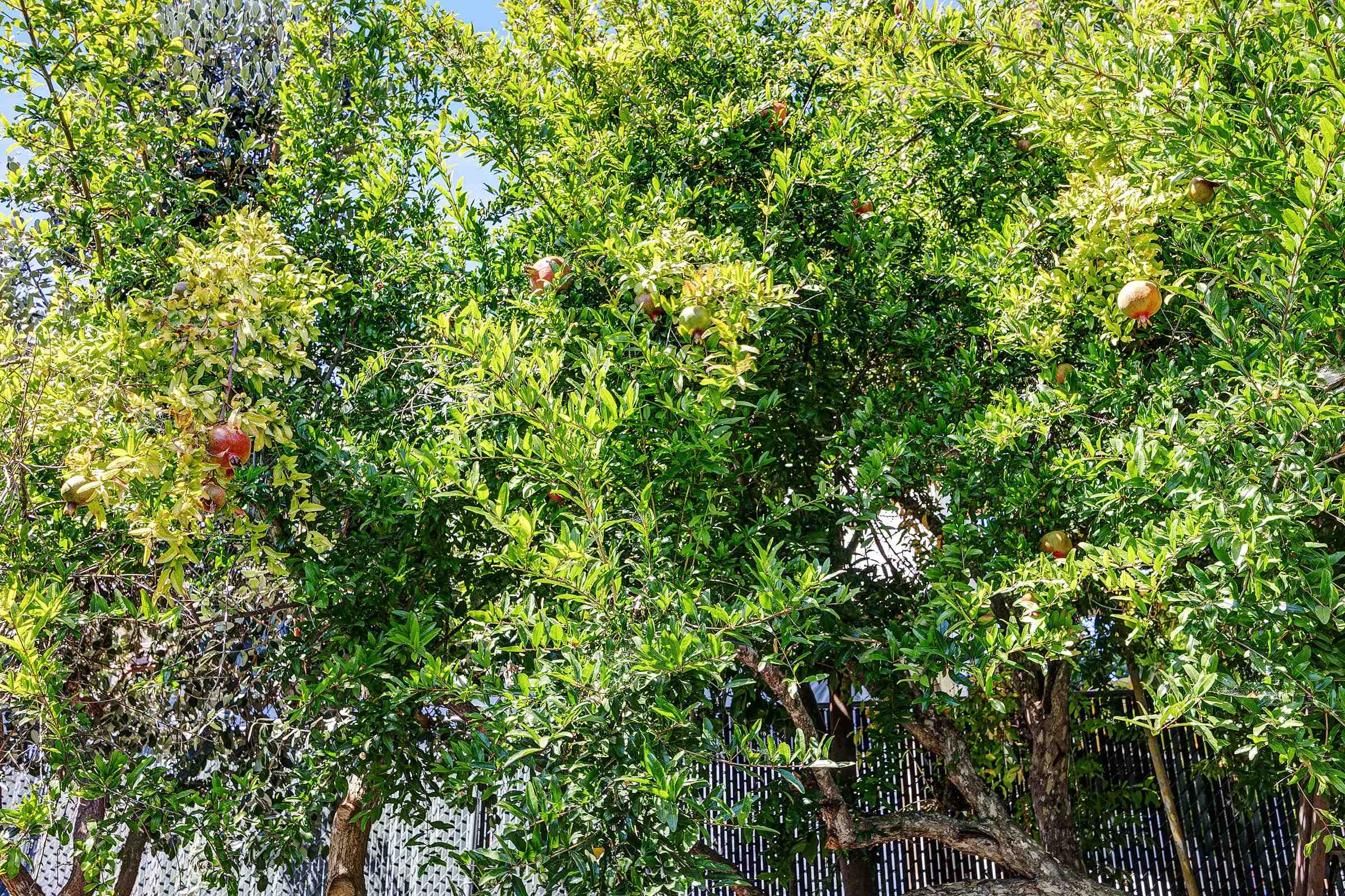 Detail Gallery Image 39 of 42 For 2309 High St, Oakland,  CA 94601 - 3 Beds | 2/1 Baths